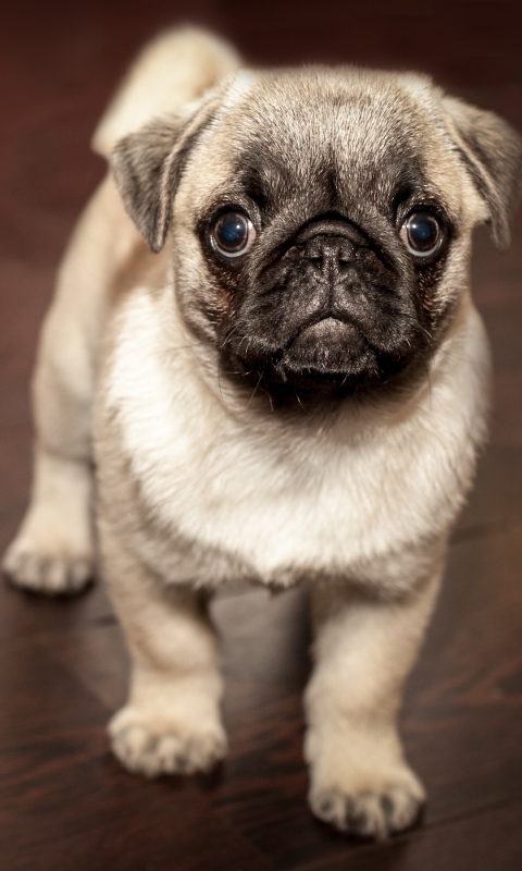 Download mobile wallpaper Dogs, Dog, Muzzle, Animal, Puppy, Pug, Baby Animal for free.