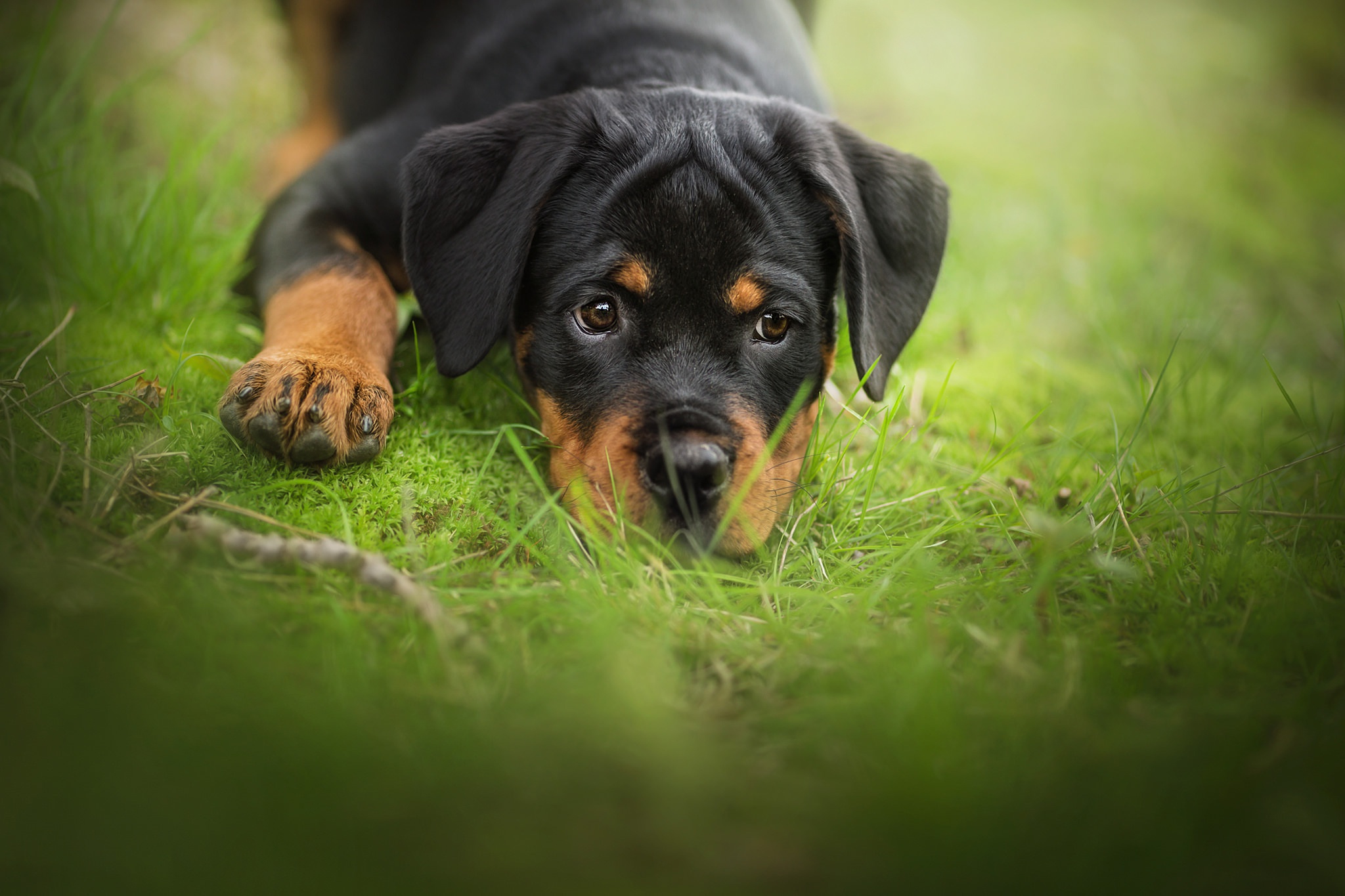 Free download wallpaper Dogs, Dog, Animal, Puppy, Rottweiler, Baby Animal on your PC desktop