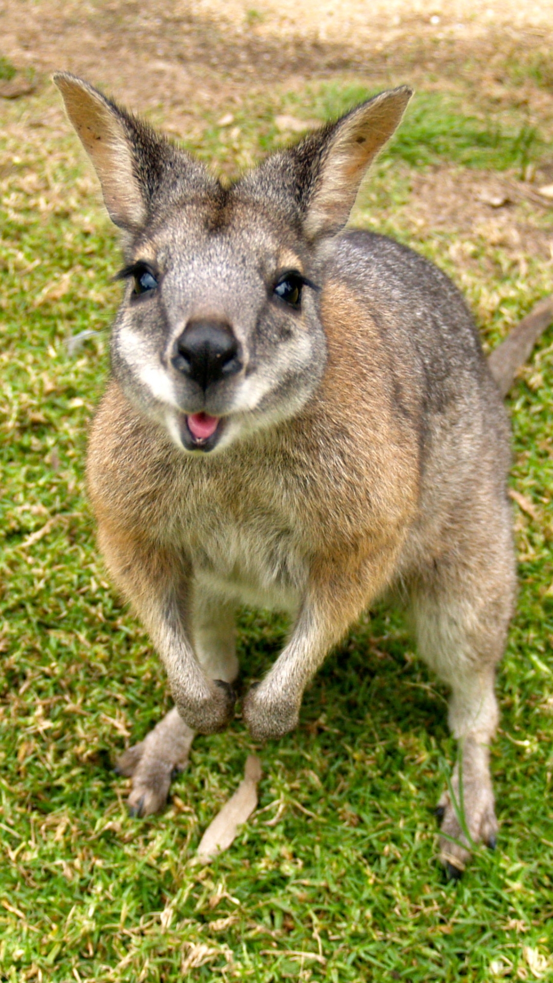 animal, wallaby