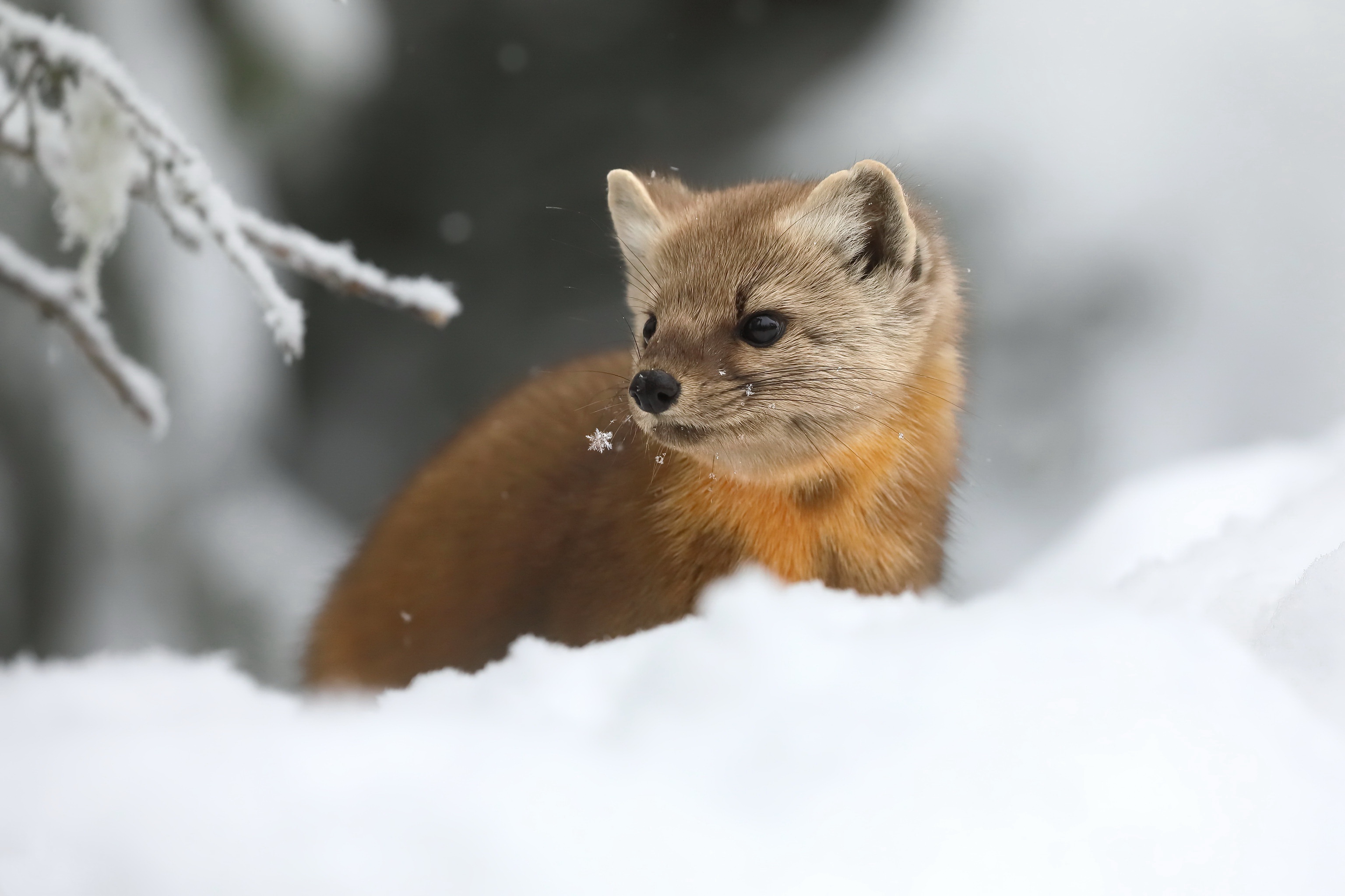 1010123 descargar imagen animales, marta, nieve: fondos de pantalla y protectores de pantalla gratis