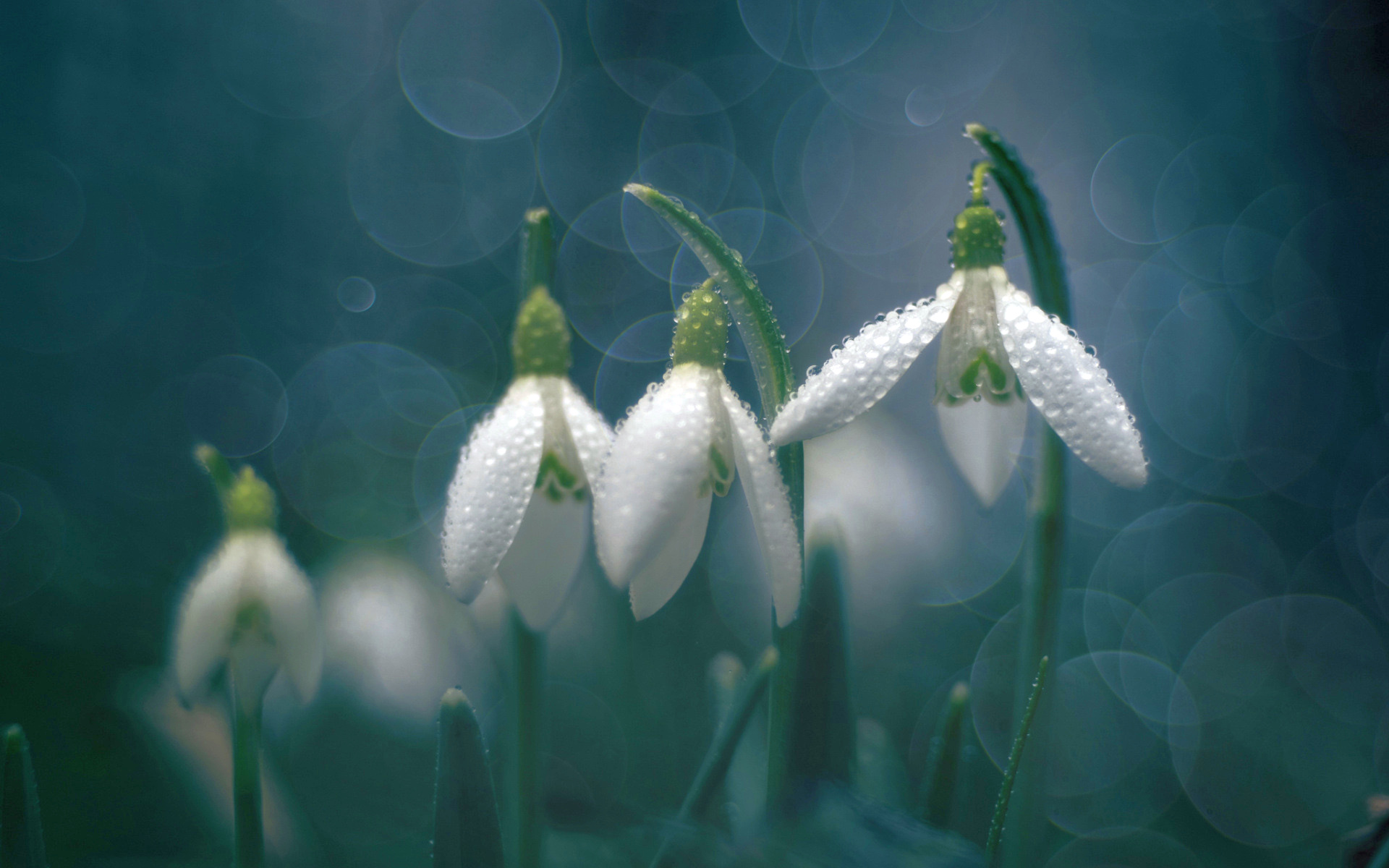 Téléchargez gratuitement l'image Fleurs, Perce Neige, Fleur, Terre/nature sur le bureau de votre PC