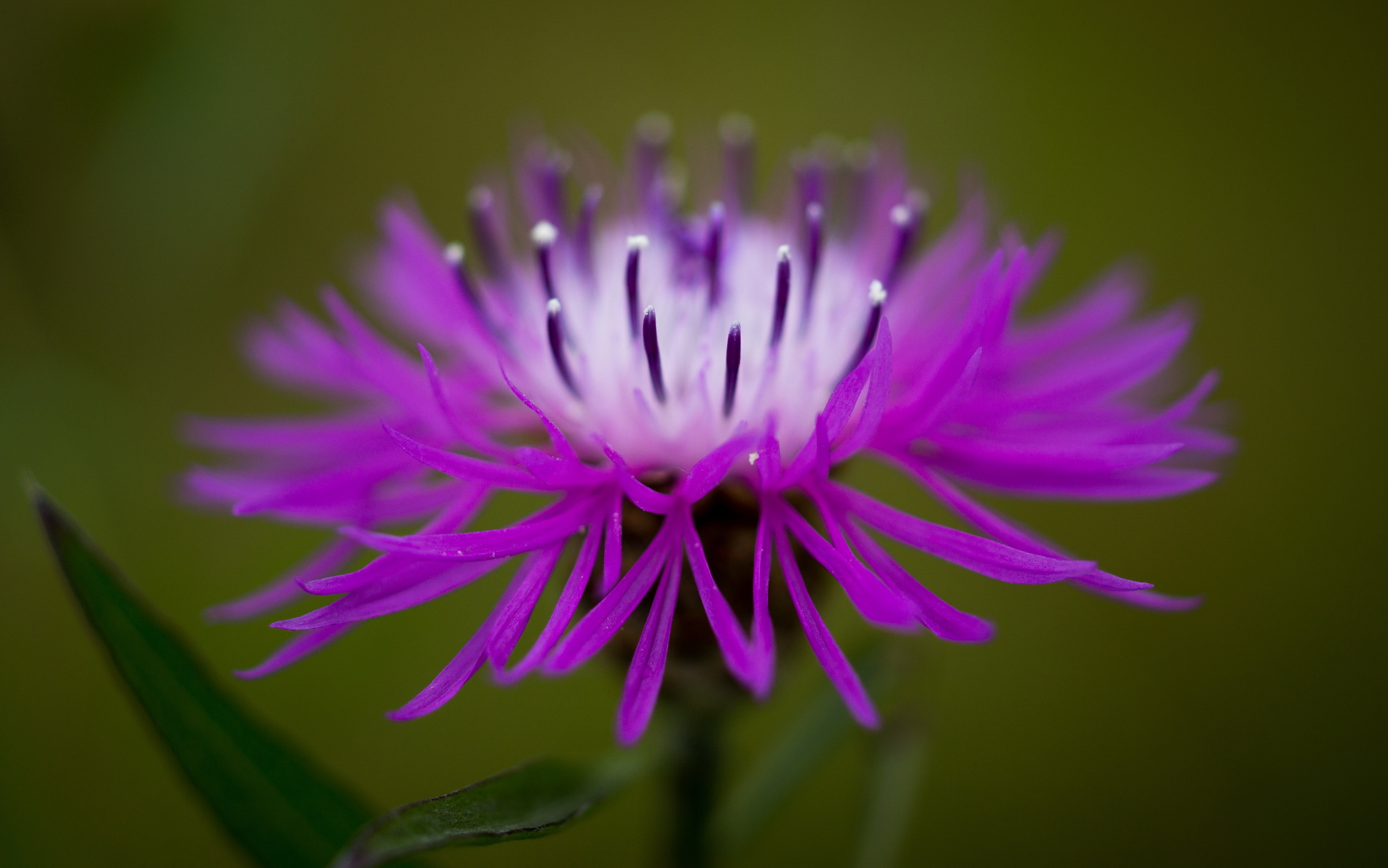 Téléchargez gratuitement l'image Fleurs, Fleur, Terre/nature sur le bureau de votre PC