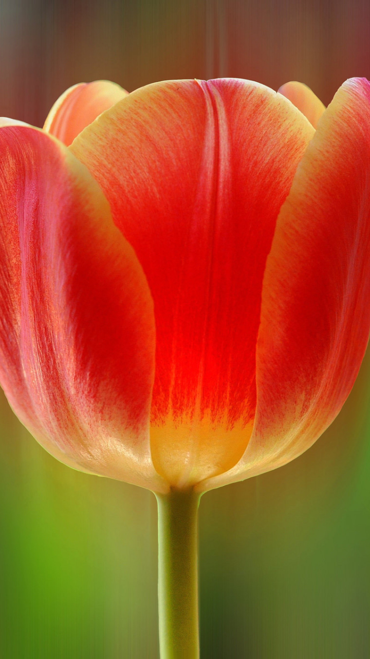Descarga gratuita de fondo de pantalla para móvil de Flores, Flor, De Cerca, Tulipán, Flor Roja, Tierra/naturaleza.