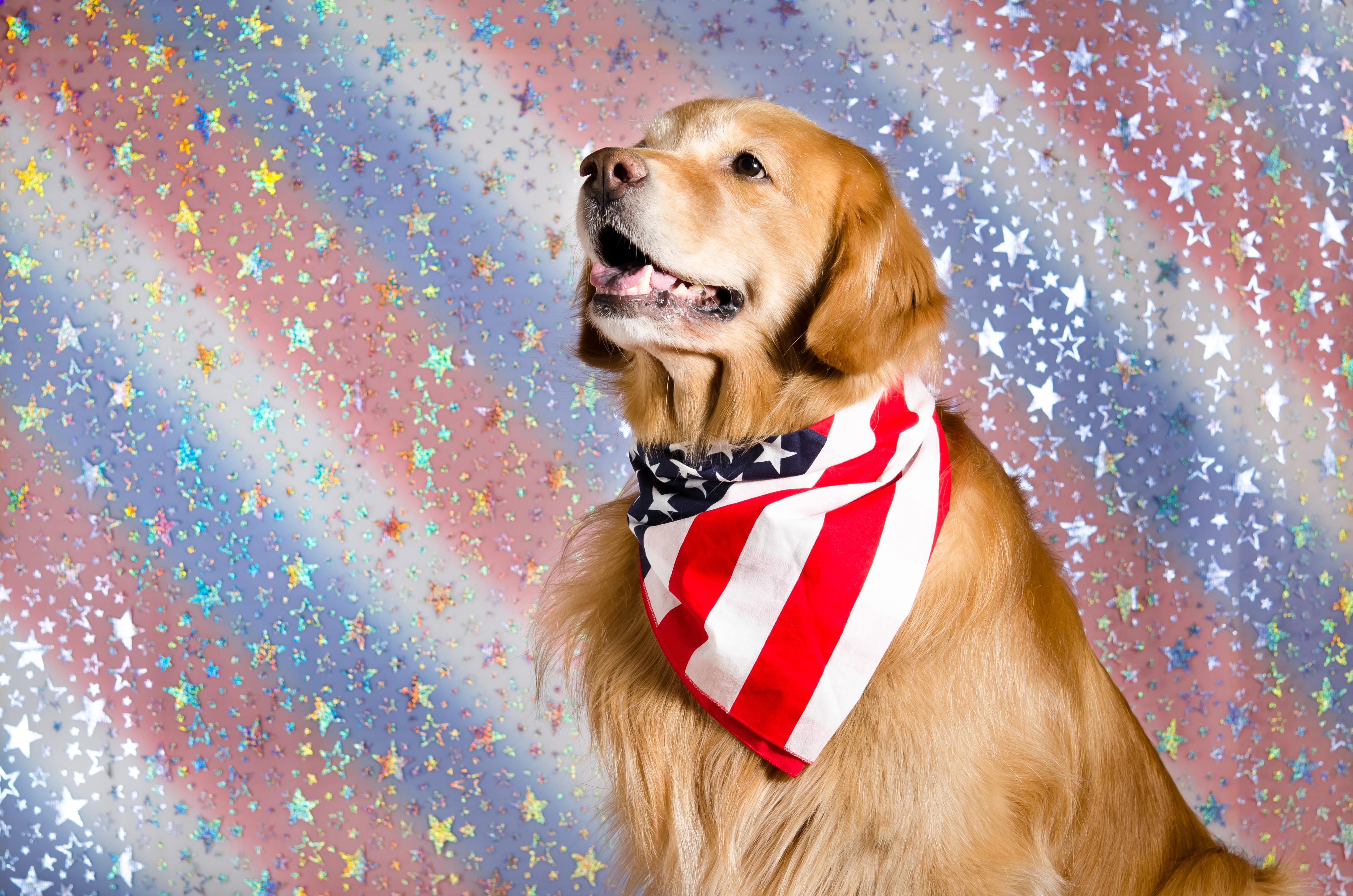 Download mobile wallpaper Dogs, Dog, Animal, Golden Retriever, Star for free.