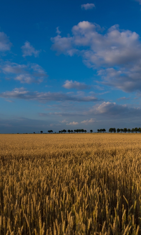 Handy-Wallpaper Landschaft, Natur, Sommer, Weizen, Himmel, Erde/natur kostenlos herunterladen.