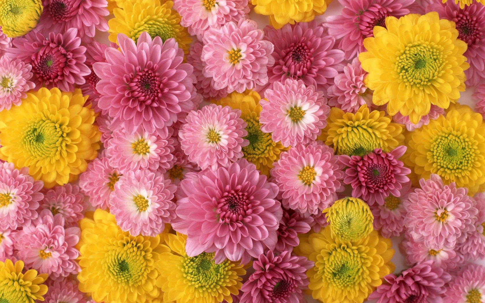 134593 скачать обои хризантемы, композиция, бутоны, цветы, розовые, желтые - заставки и картинки бесплатно