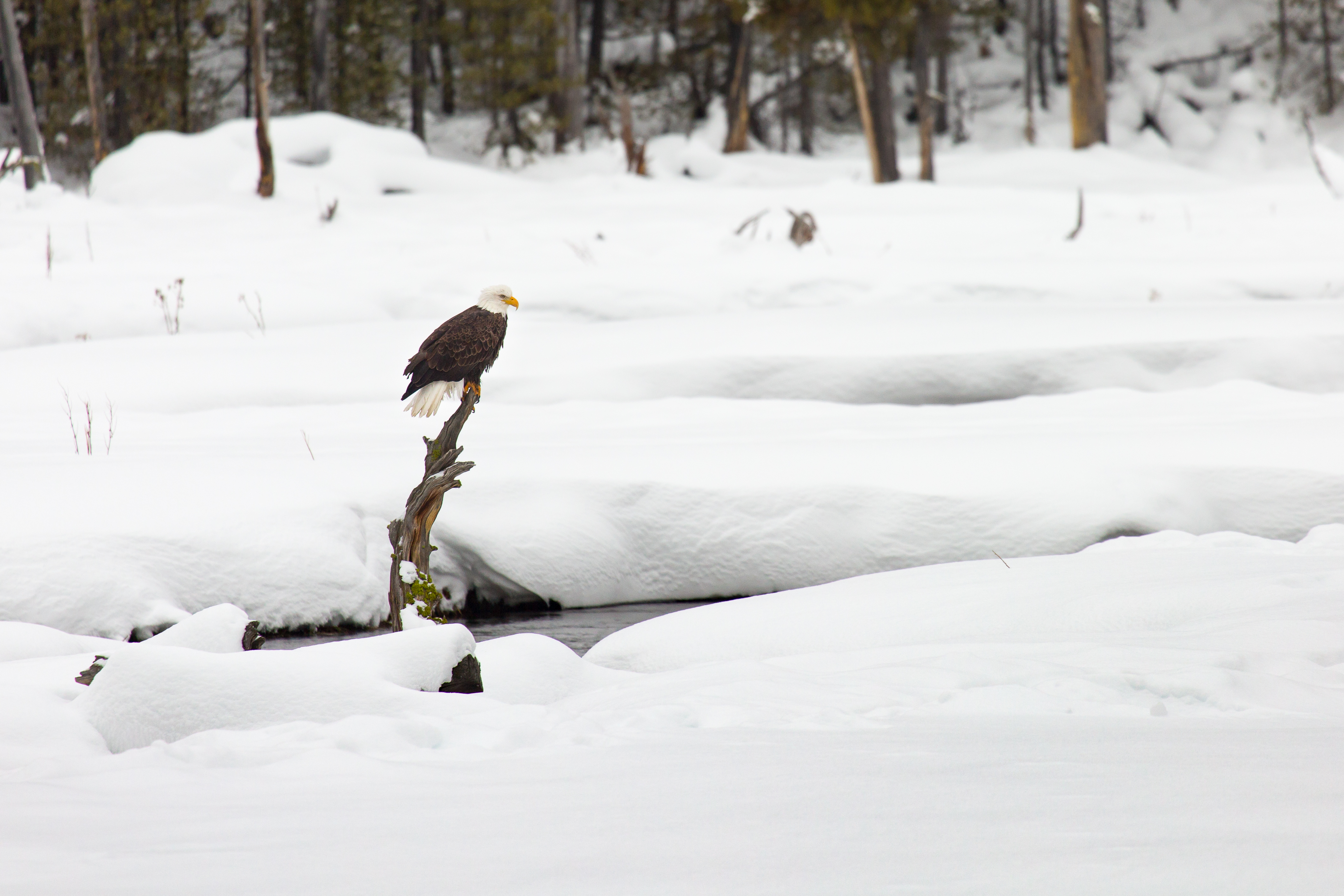 Download mobile wallpaper Animals, Branch, Snow, Bird, Eagle for free.