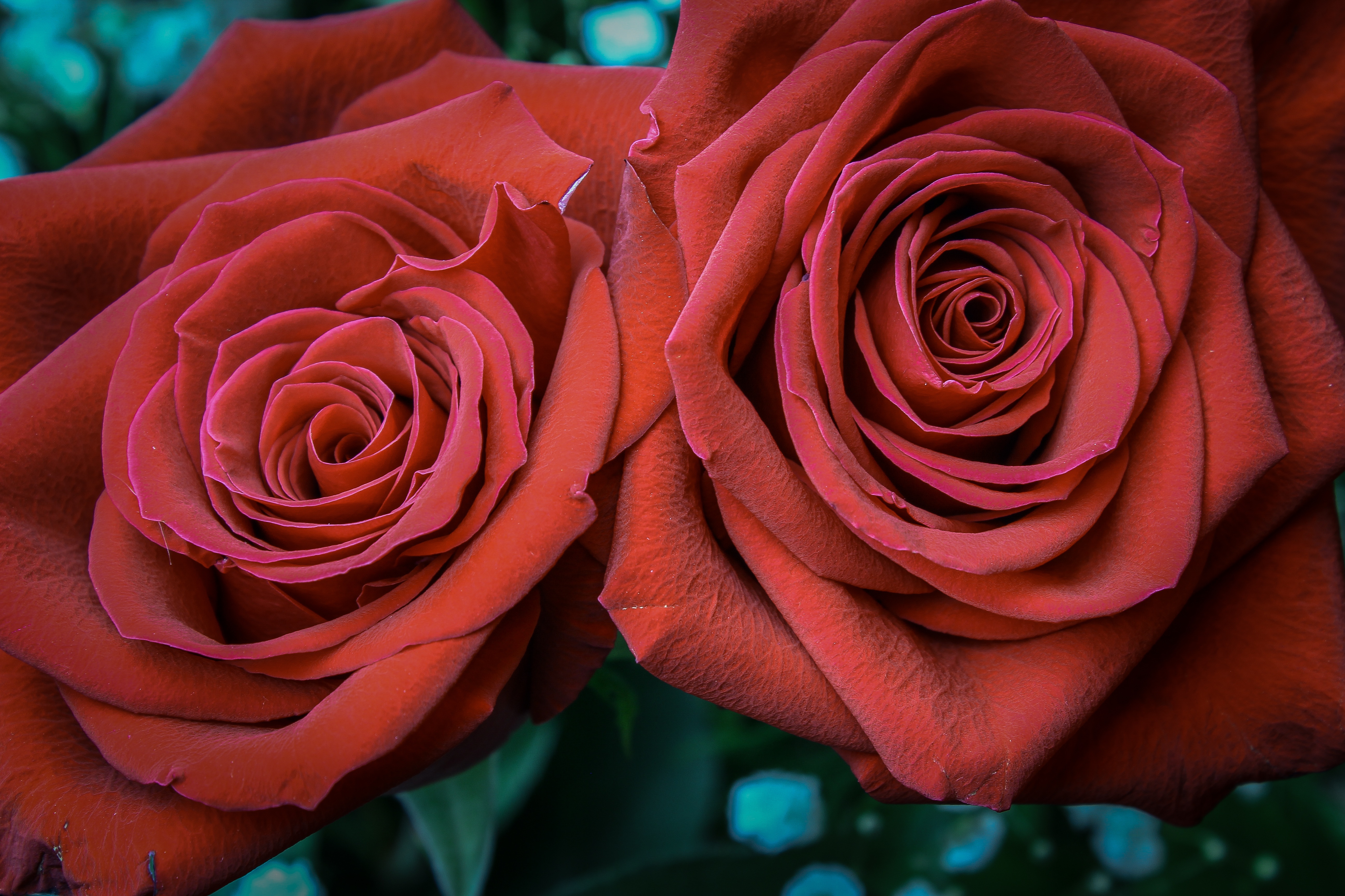PCデスクトップに薔薇, つぼみ, 蕾, 赤い, フラワーズ, バラの花, 花びら画像を無料でダウンロード