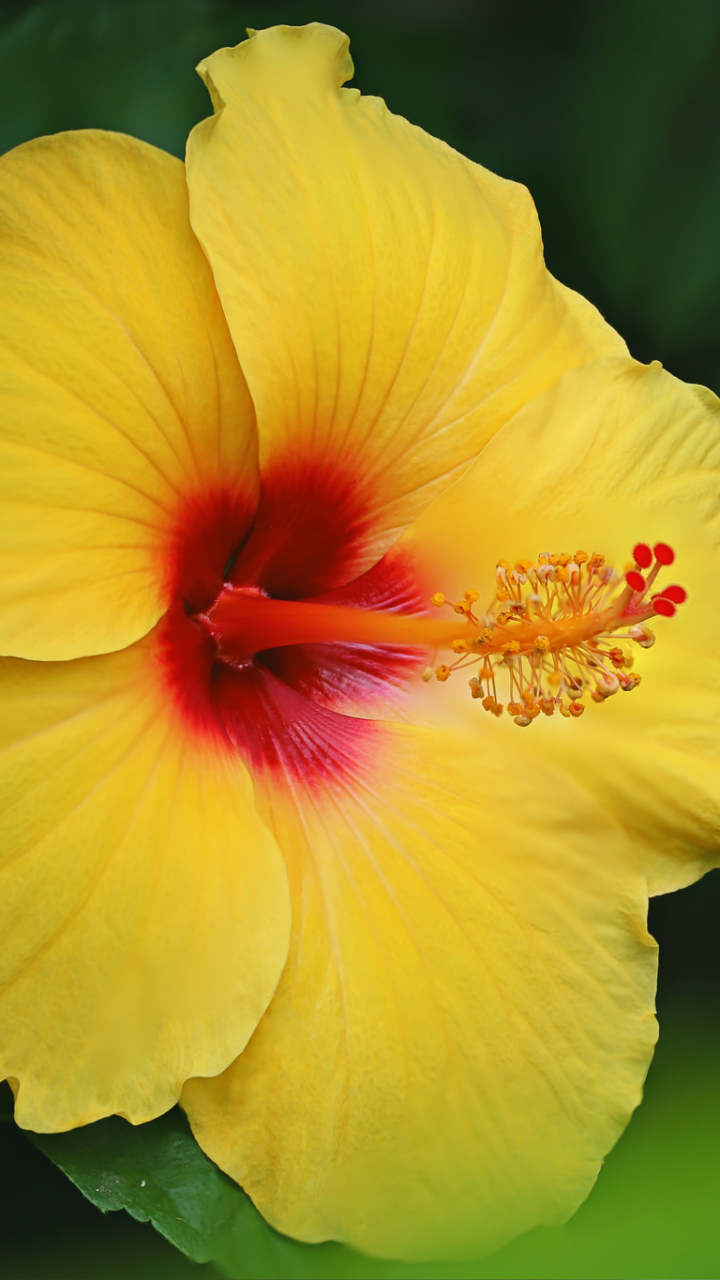 Download mobile wallpaper Nature, Flowers, Flower, Earth, Hibiscus, Yellow Flower for free.