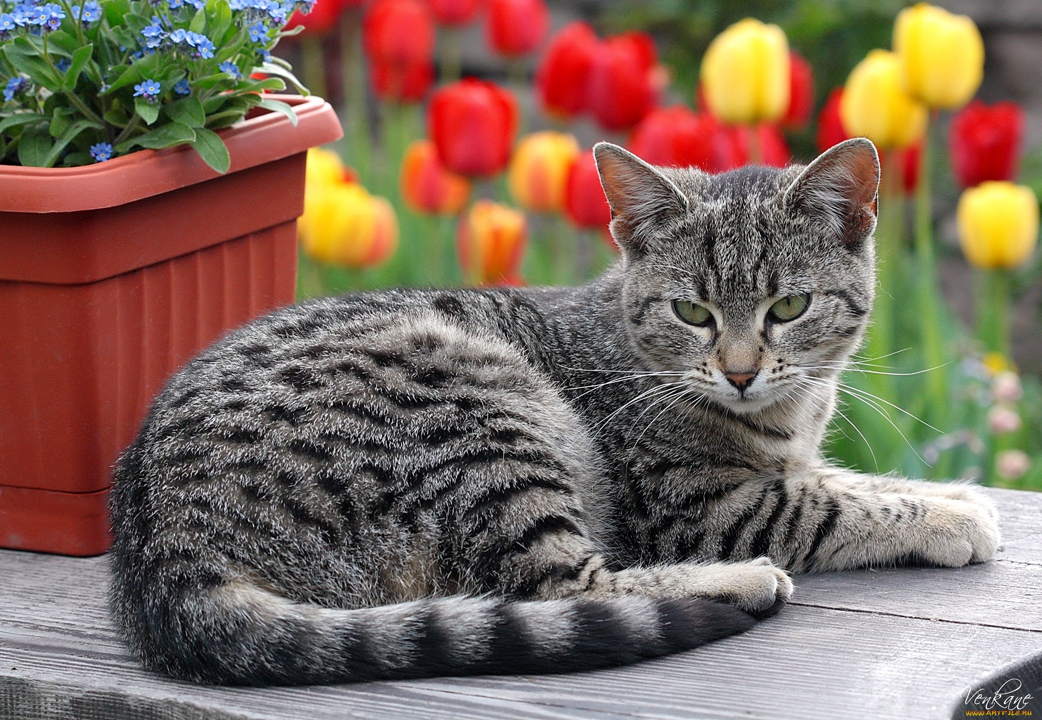 Laden Sie das Tiere, Katzen, Katze-Bild kostenlos auf Ihren PC-Desktop herunter