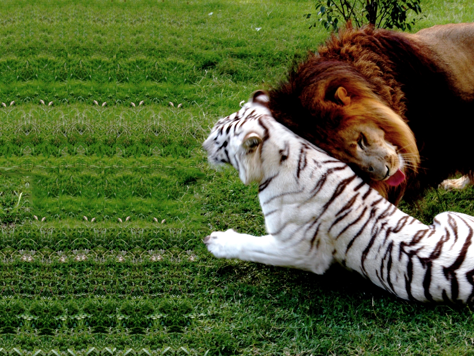 Descarga gratis la imagen Animales, Gatos, Tigre en el escritorio de tu PC