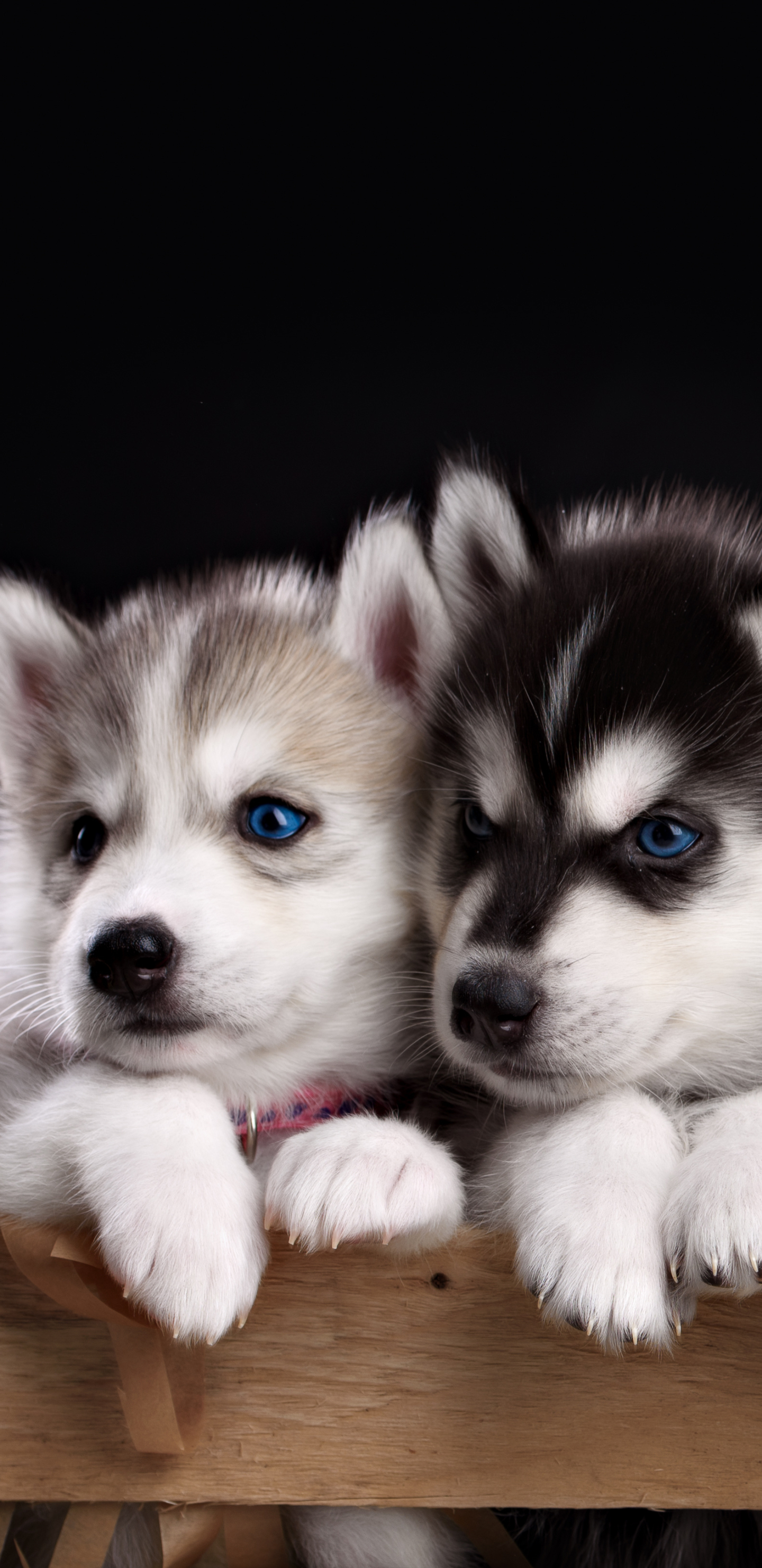 Download mobile wallpaper Dogs, Dog, Animal, Puppy, Husky, Cute, Blue Eyes for free.