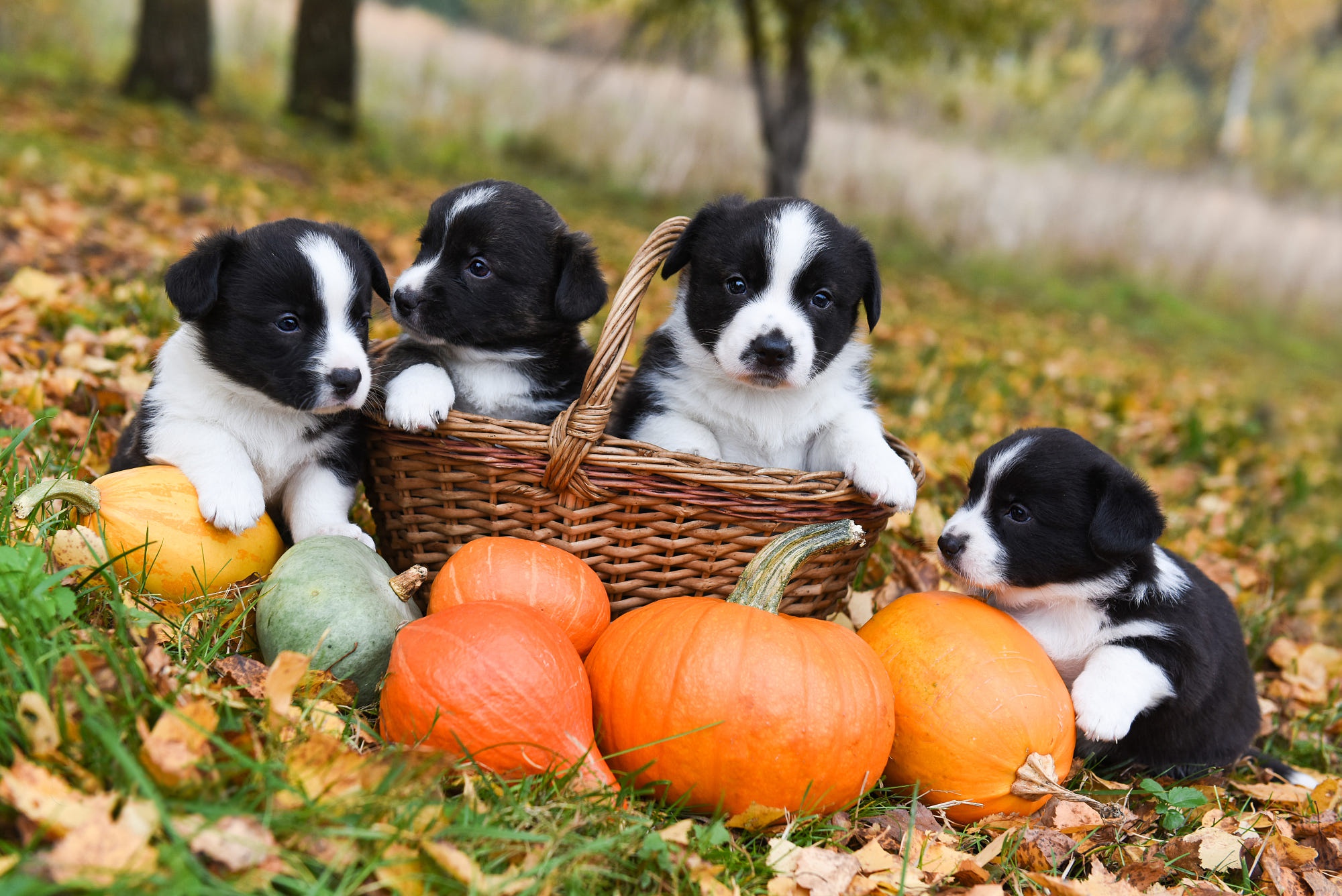 Free download wallpaper Dogs, Pumpkin, Dog, Animal, Puppy, Basket, Baby Animal on your PC desktop