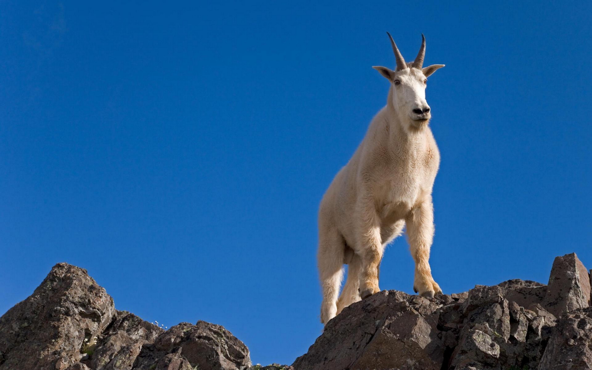 598639 скачать картинку коза, вашингтон, животные, горный козел, гора, олимпийский национальный парк - обои и заставки бесплатно