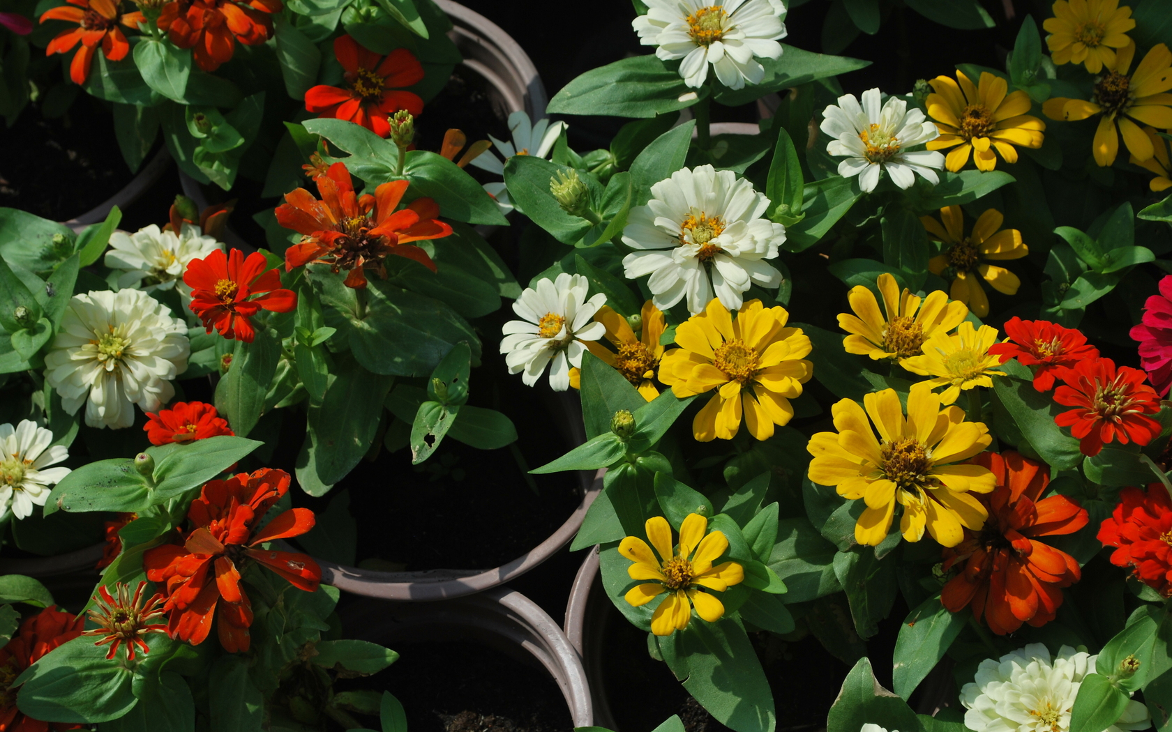 Handy-Wallpaper Blumen, Blume, Farben, Bunt, Gelbe Blume, Weiße Blume, Erde/natur, Orangene Blume kostenlos herunterladen.