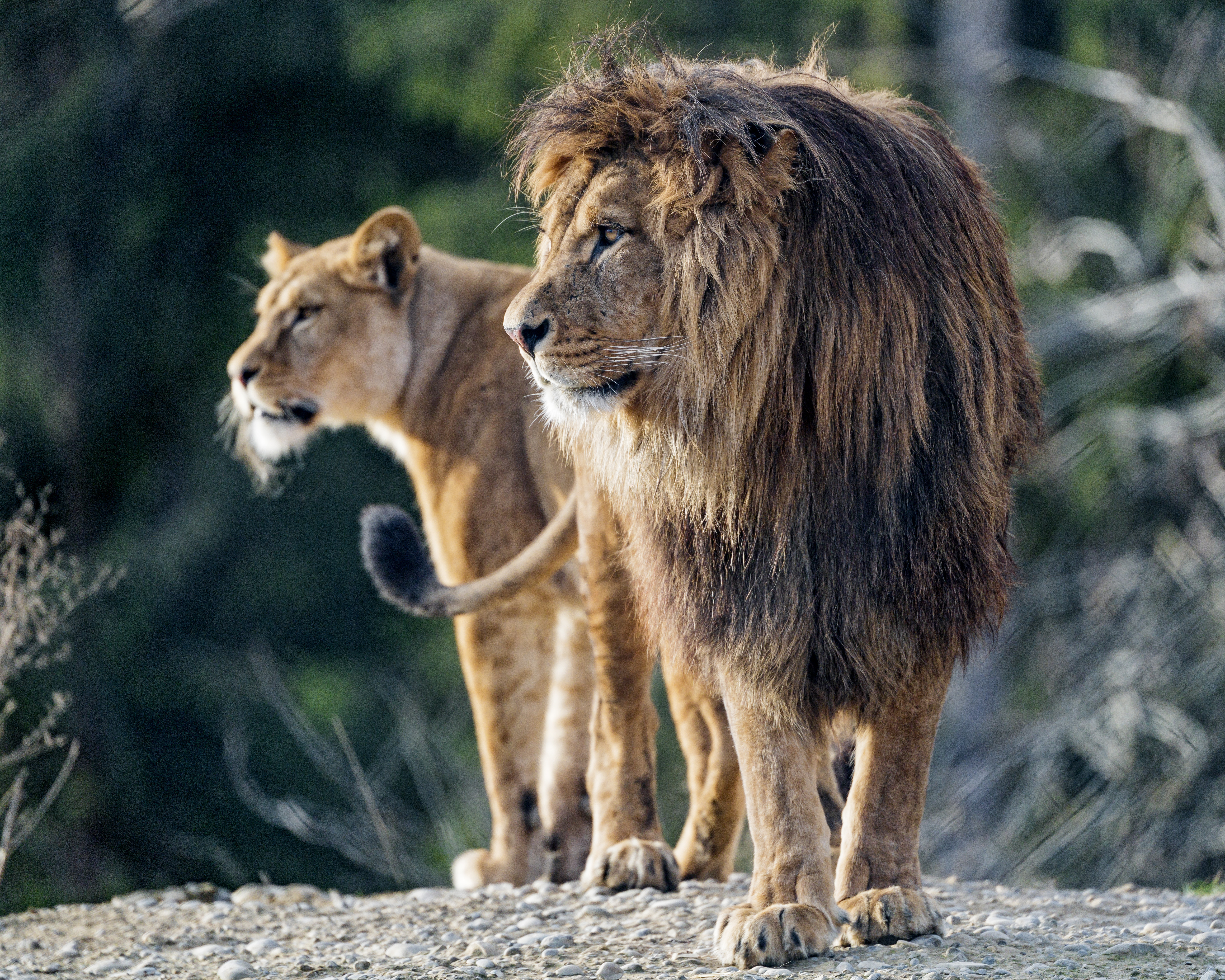 Download mobile wallpaper Sight, Opinion, Profile, Animals, Predator, Big Cat, Lion for free.