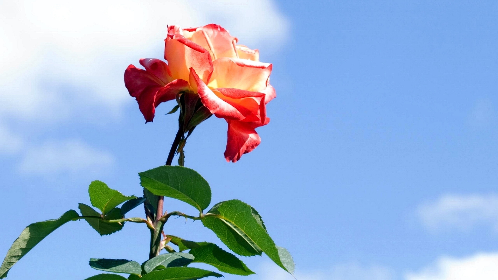 Laden Sie das Roses, Pflanzen, Blumen-Bild kostenlos auf Ihren PC-Desktop herunter