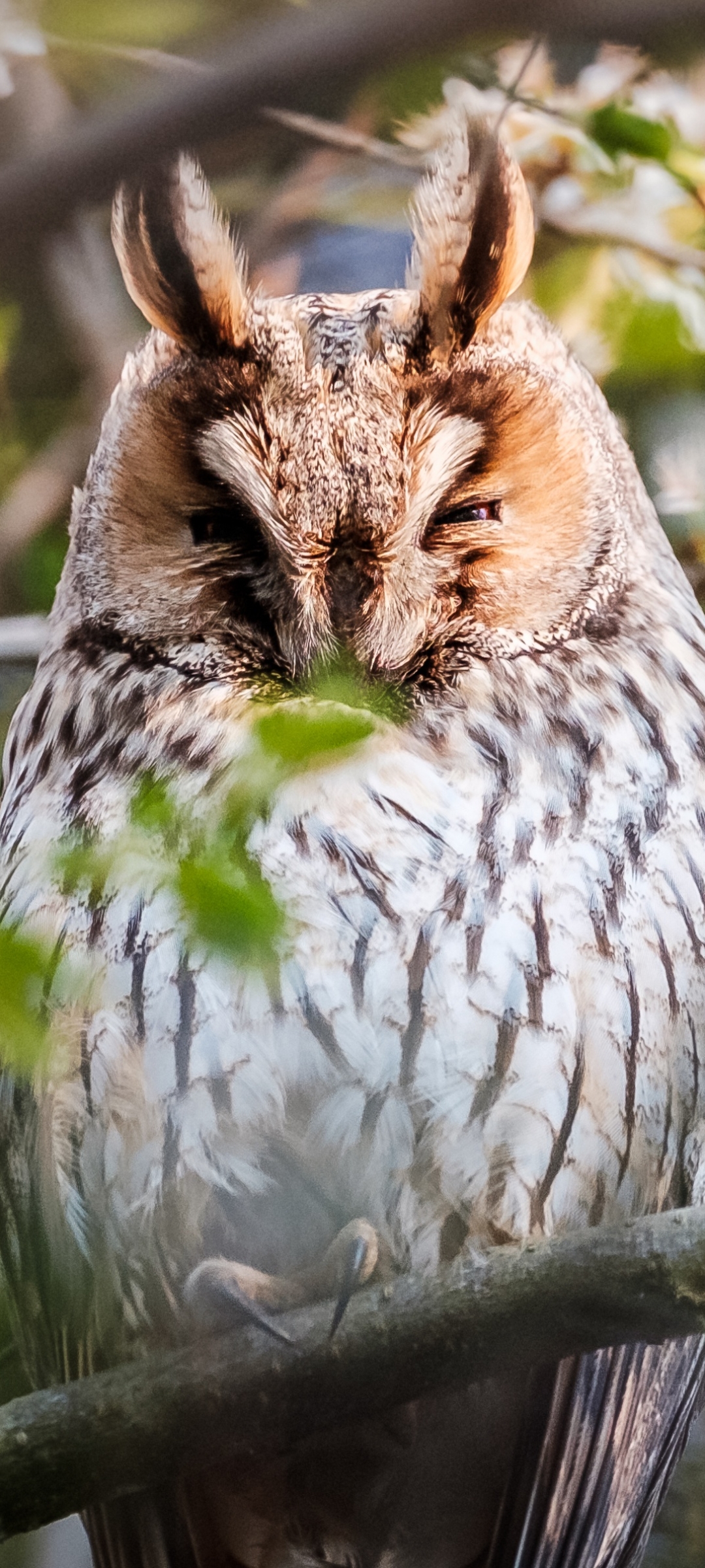 Download mobile wallpaper Birds, Owl, Bird, Animal for free.