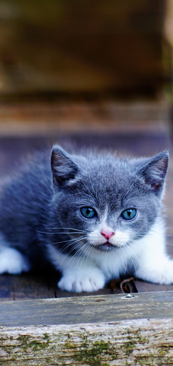 無料モバイル壁紙動物, ネコ, 猫, 子猫, 赤ちゃん動物をダウンロードします。