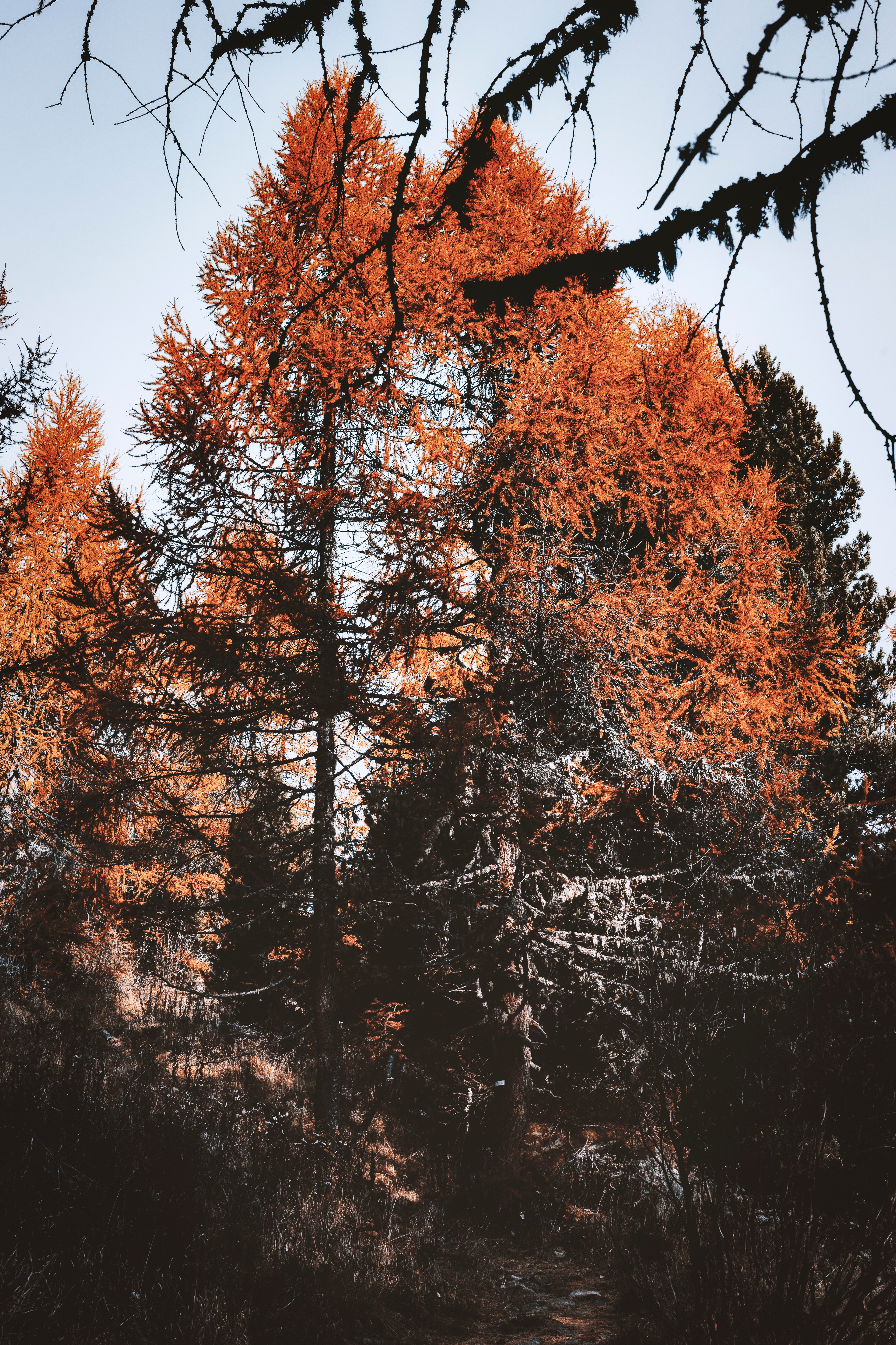 Download mobile wallpaper Trees, Coniferous, Pine, Nature, Brown for free.