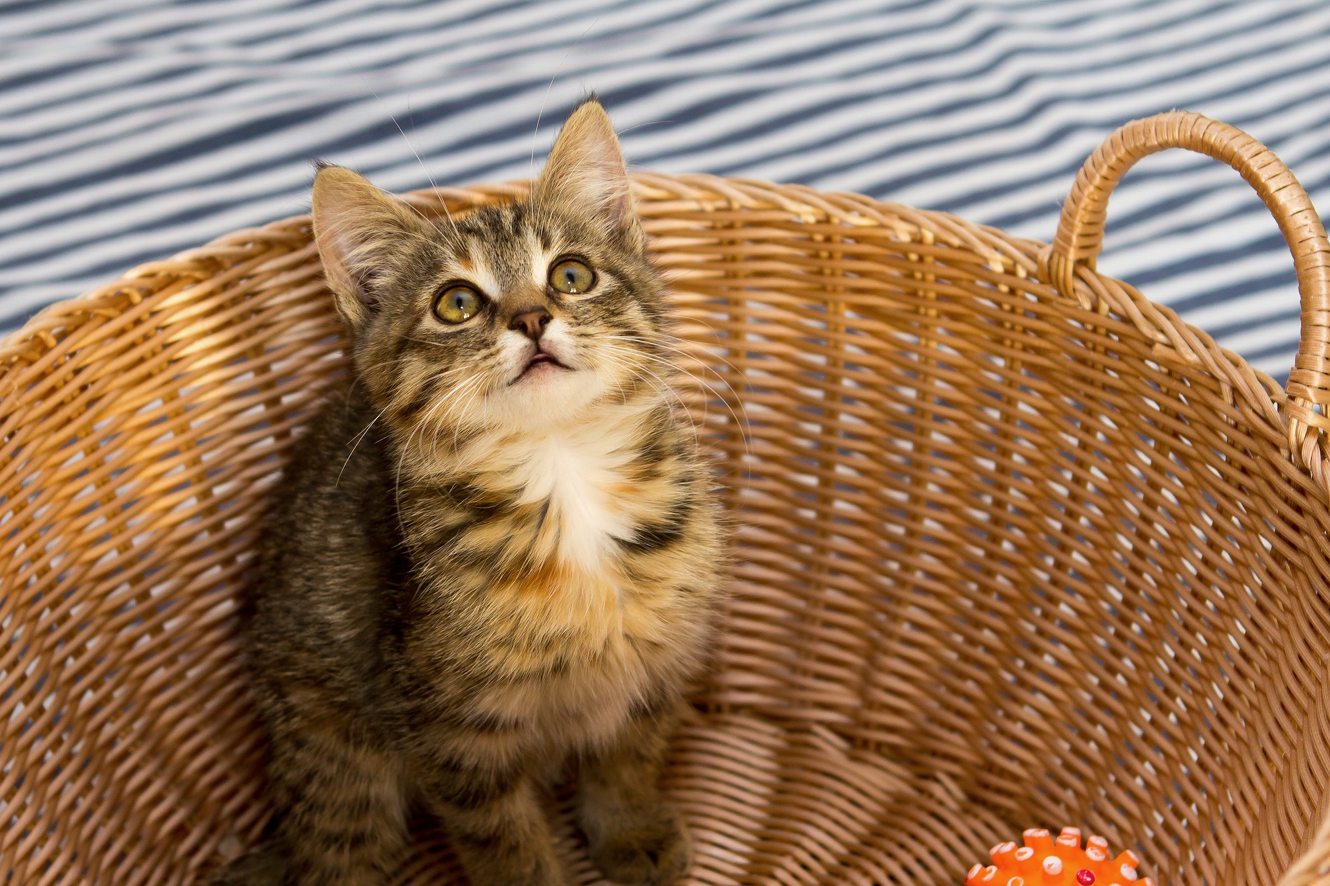 Download mobile wallpaper Cats, Cat, Kitten, Animal, Basket, Cute for free.