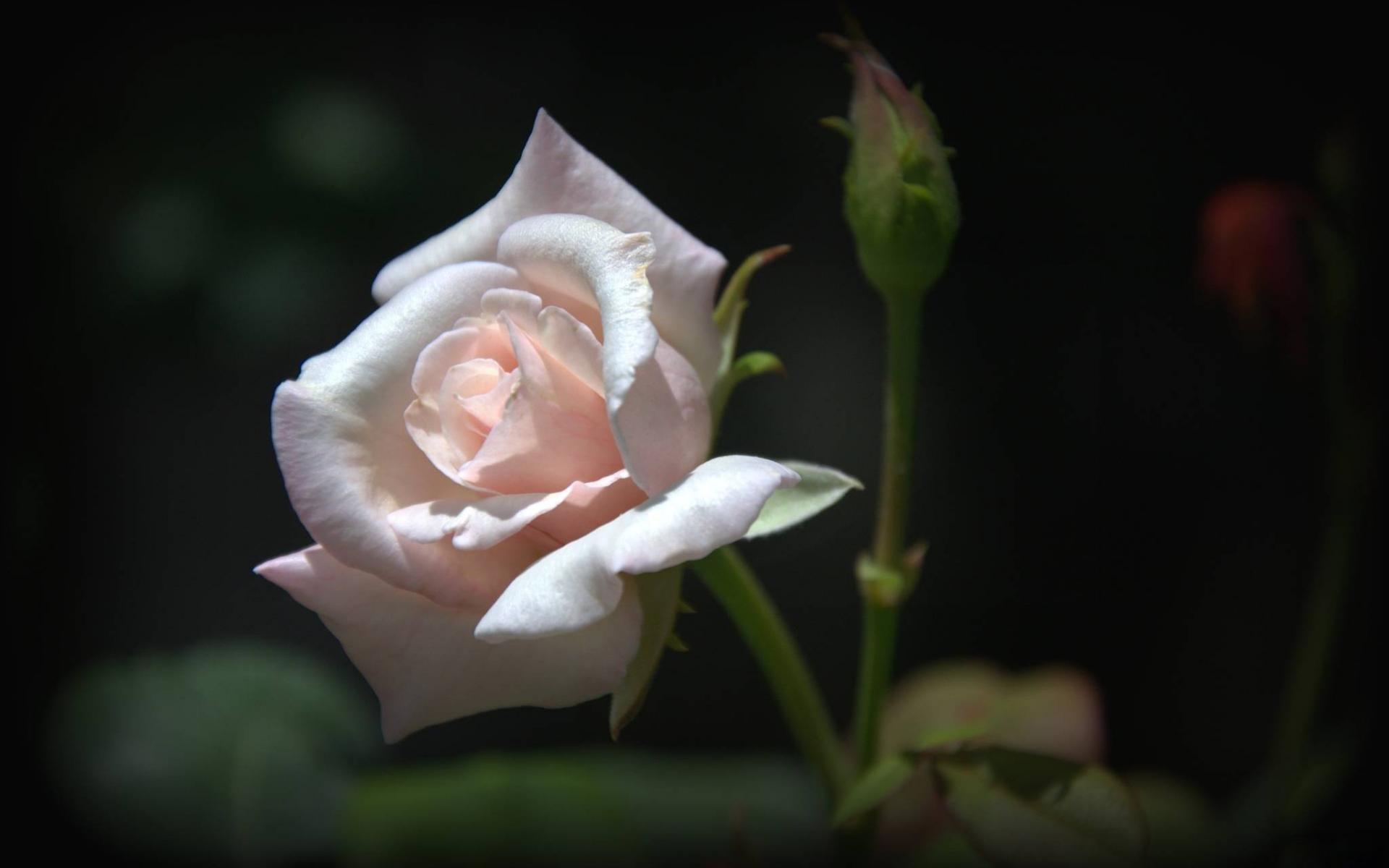 Téléchargez des papiers peints mobile Rose Rose, Fleurs, Fleur, Rose, Terre/nature gratuitement.