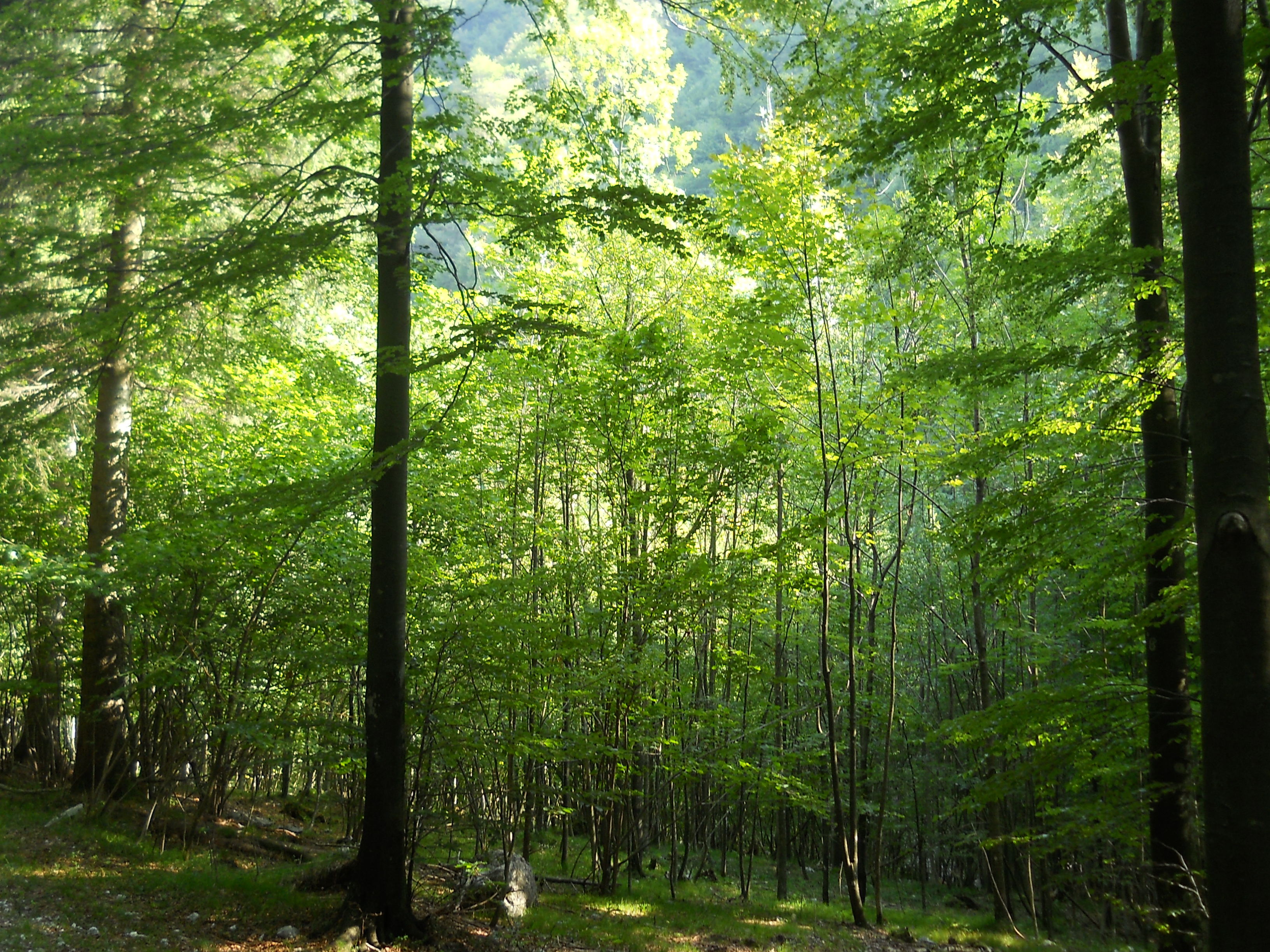 Téléchargez des papiers peints mobile Forêt, Terre/nature gratuitement.