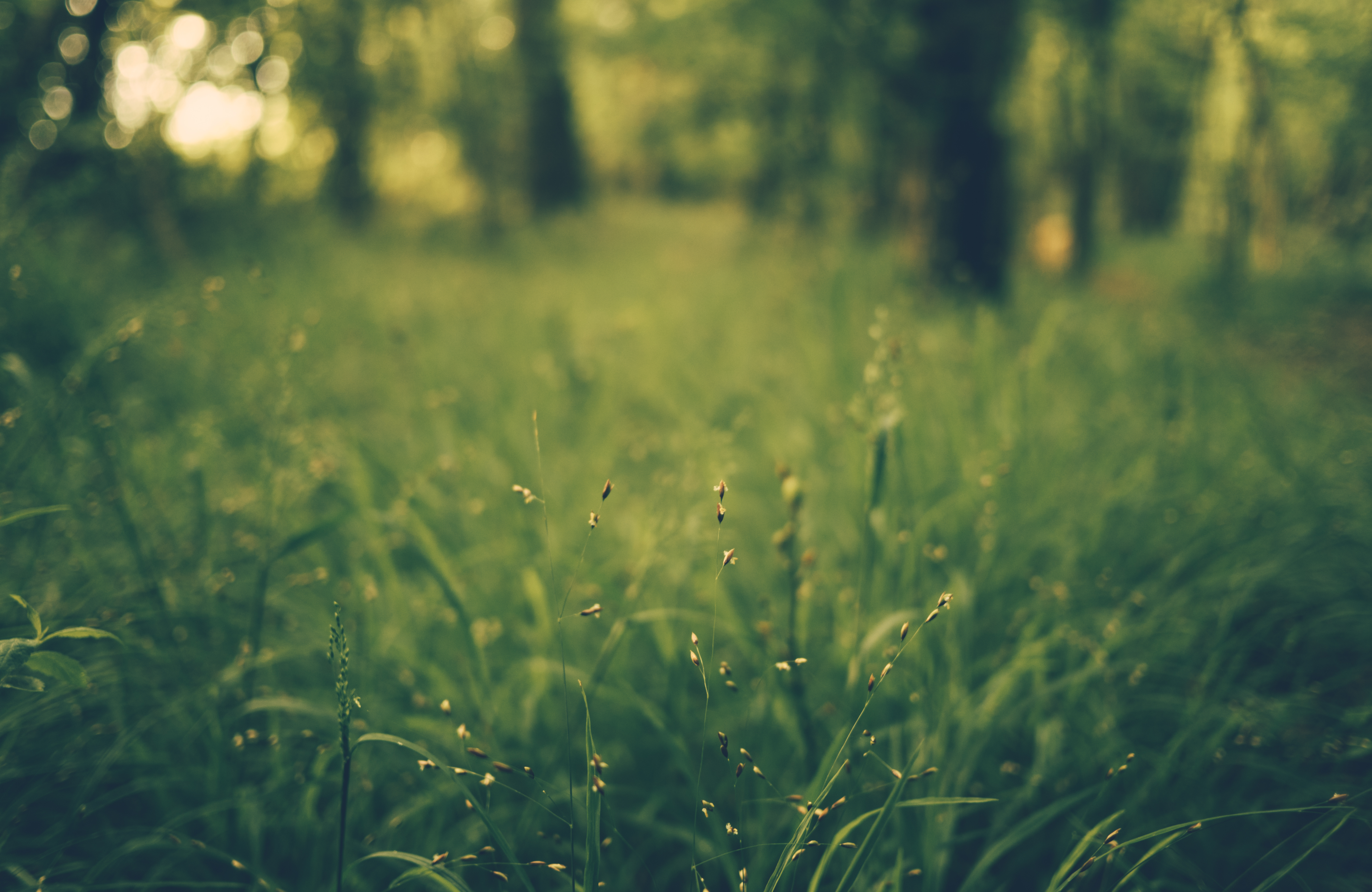 Free download wallpaper Nature, Grass, Blur, Smooth, Field on your PC desktop