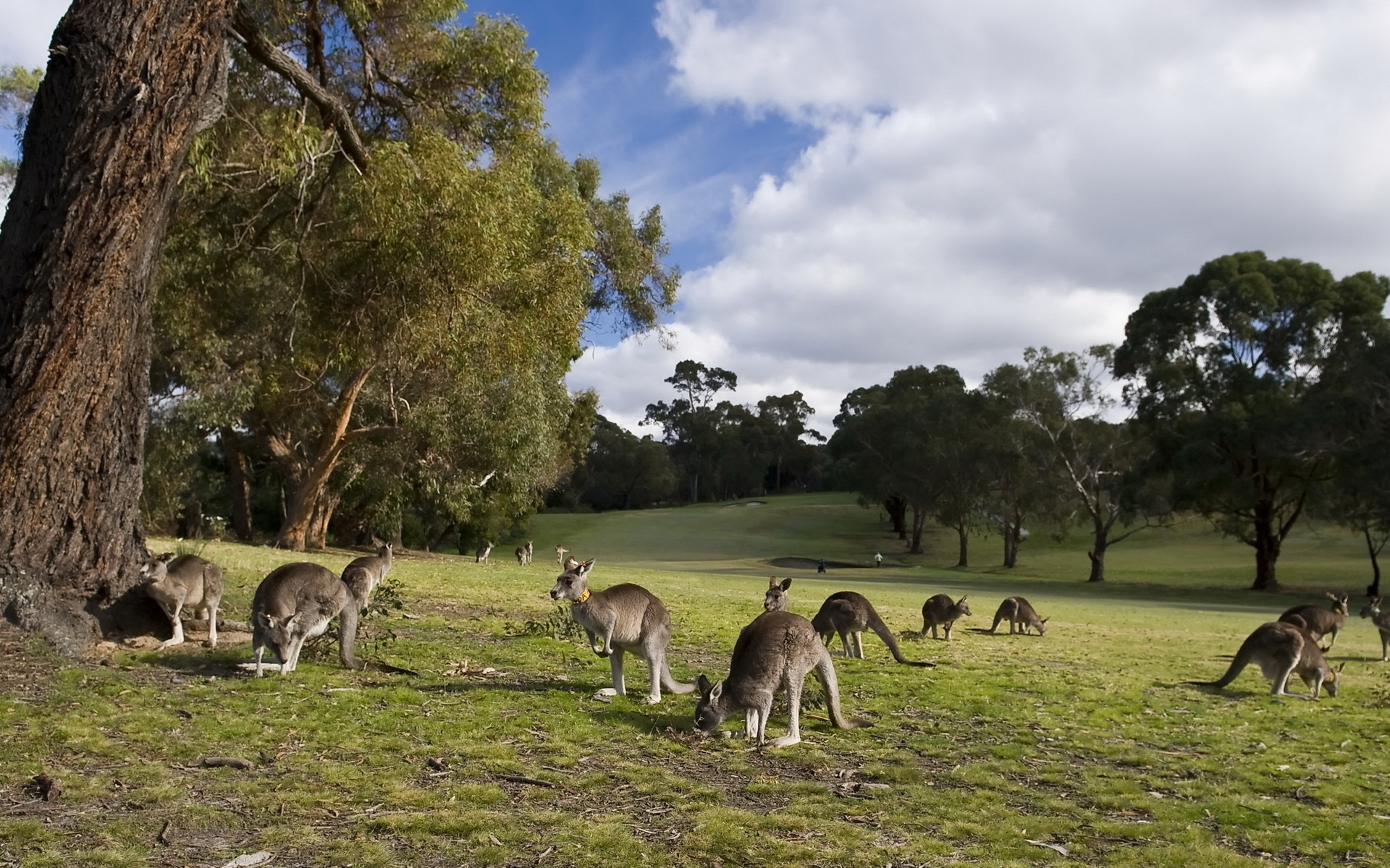 Laden Sie das Tiere, Känguru-Bild kostenlos auf Ihren PC-Desktop herunter