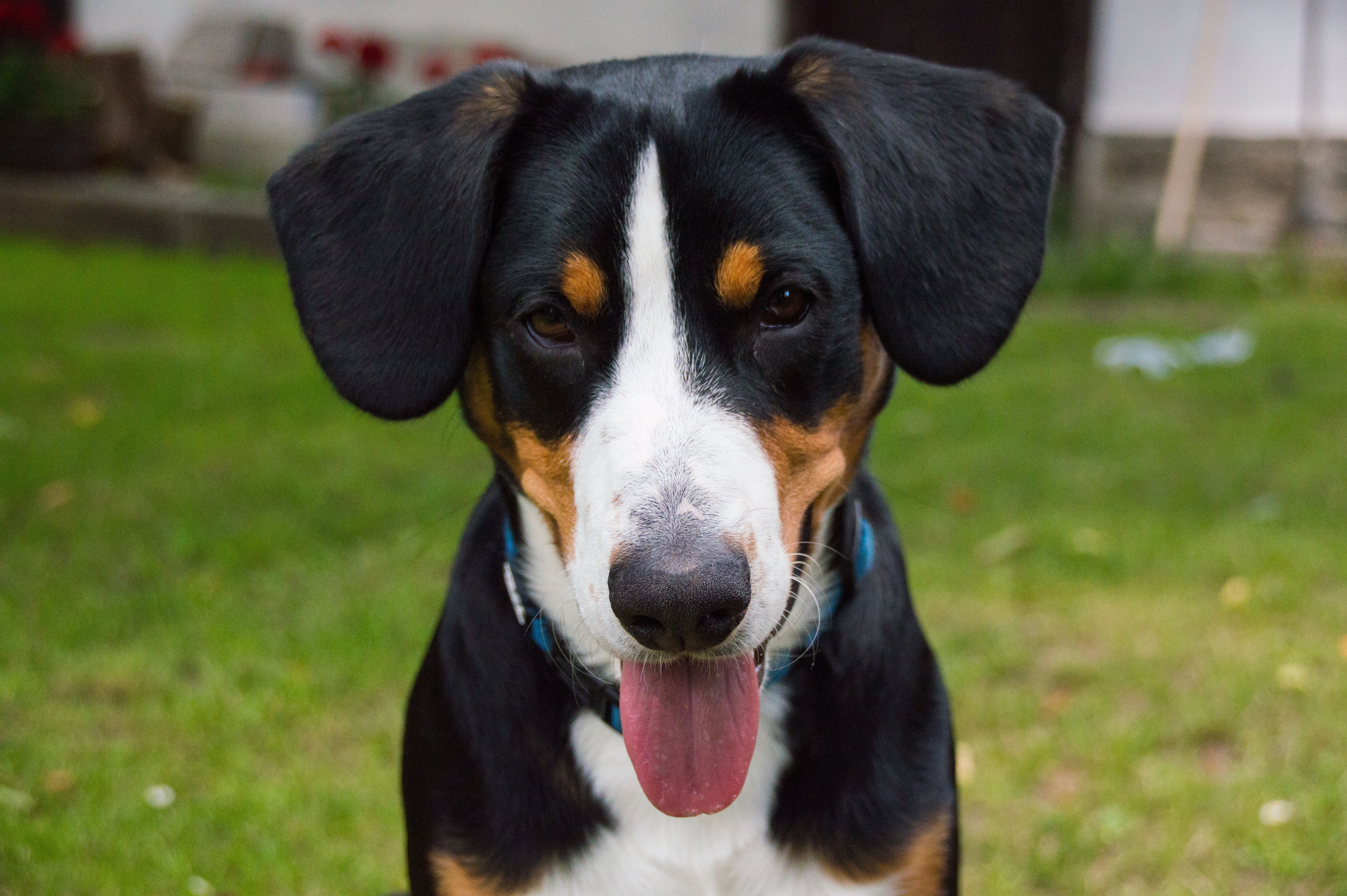 Free download wallpaper Dogs, Dog, Animal, Puppy, Bernese Mountain Dog, Sennenhund on your PC desktop