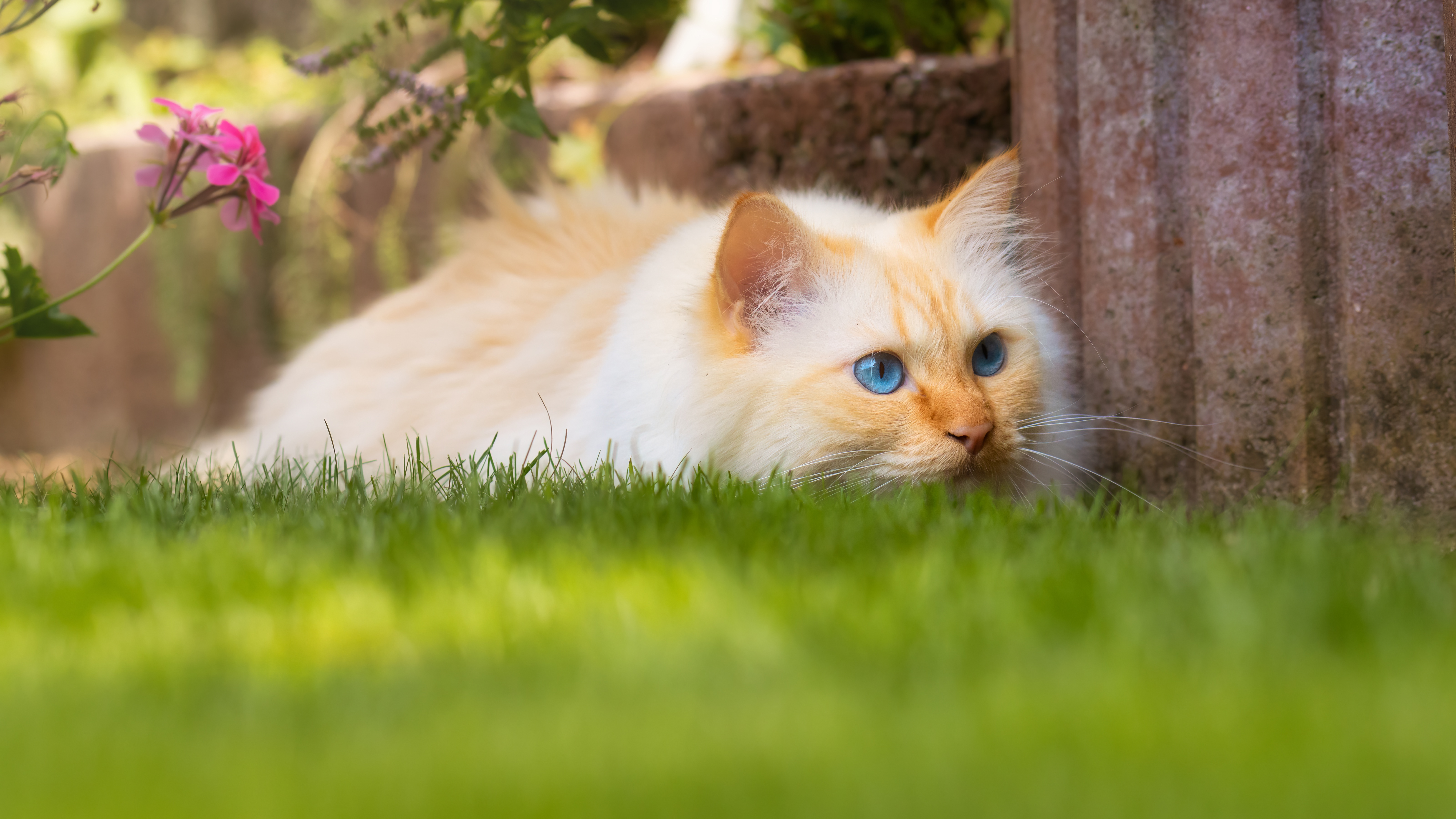 Handy-Wallpaper Tiere, Katzen, Katze kostenlos herunterladen.