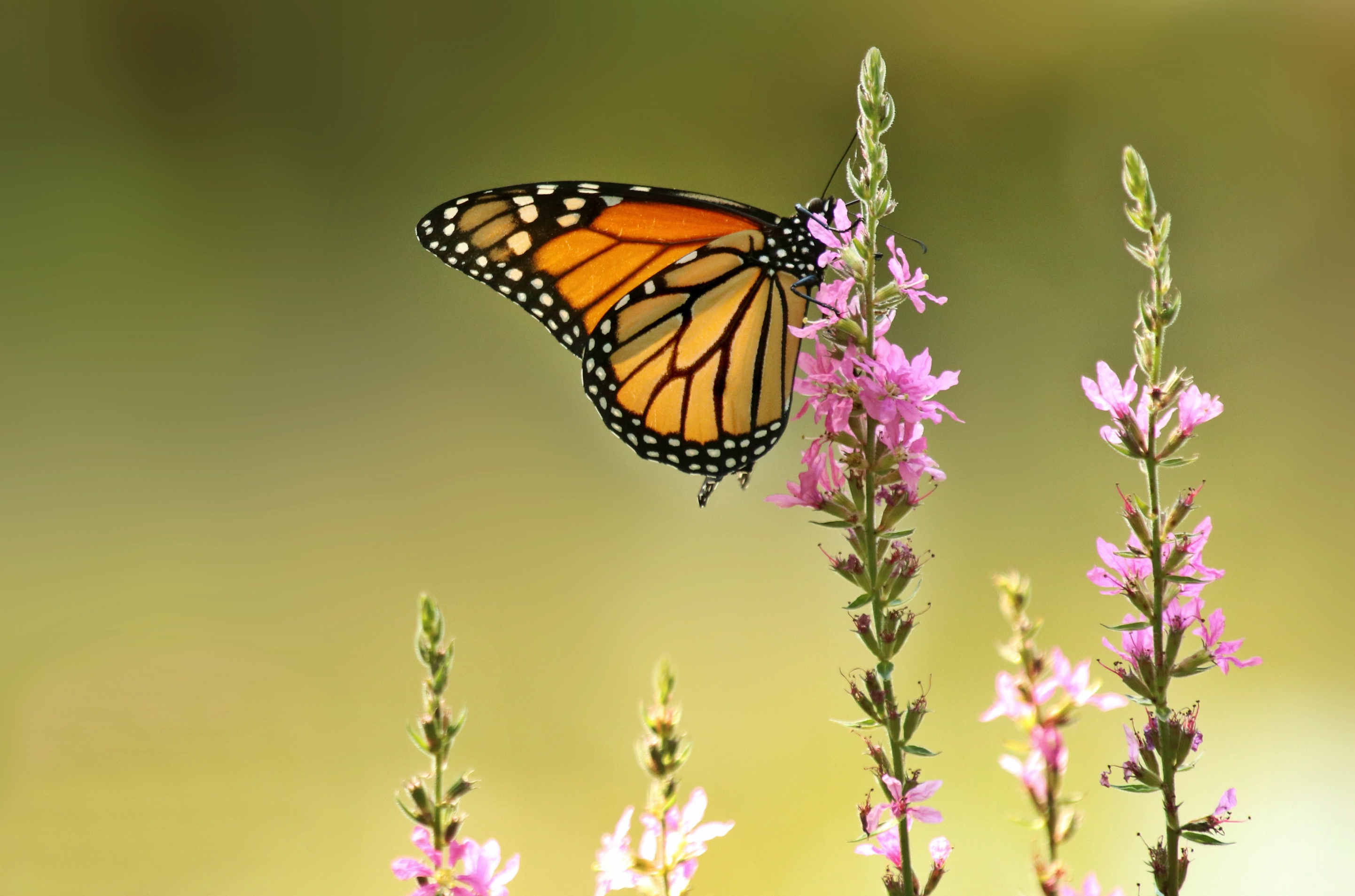 Descarga gratis la imagen Animales, Flor, Flor Rosa, Insecto, Mariposa en el escritorio de tu PC