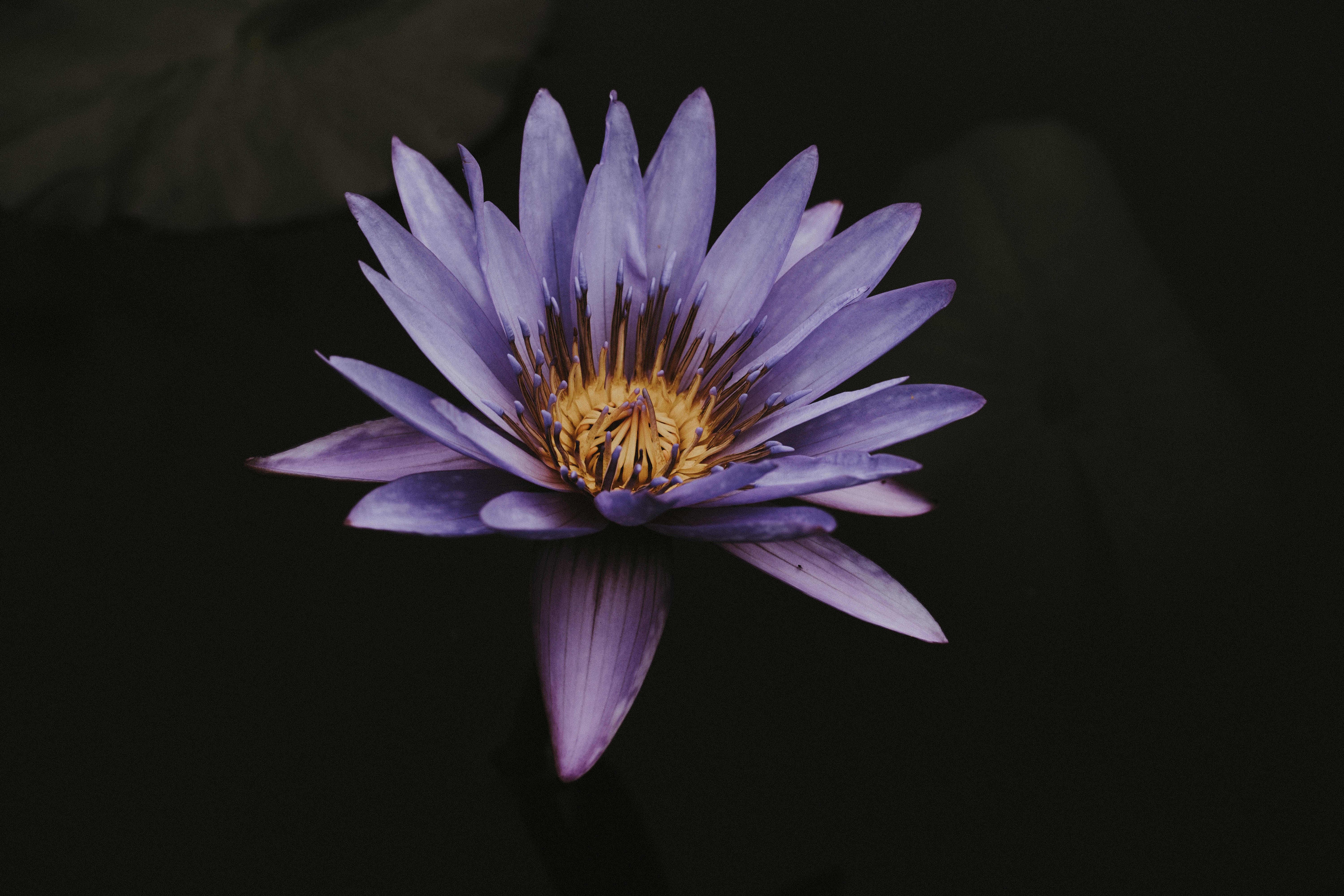 Free download wallpaper Lotus, Close Up, Flower, Bloom, Flowering, Violet, Purple, Flowers on your PC desktop