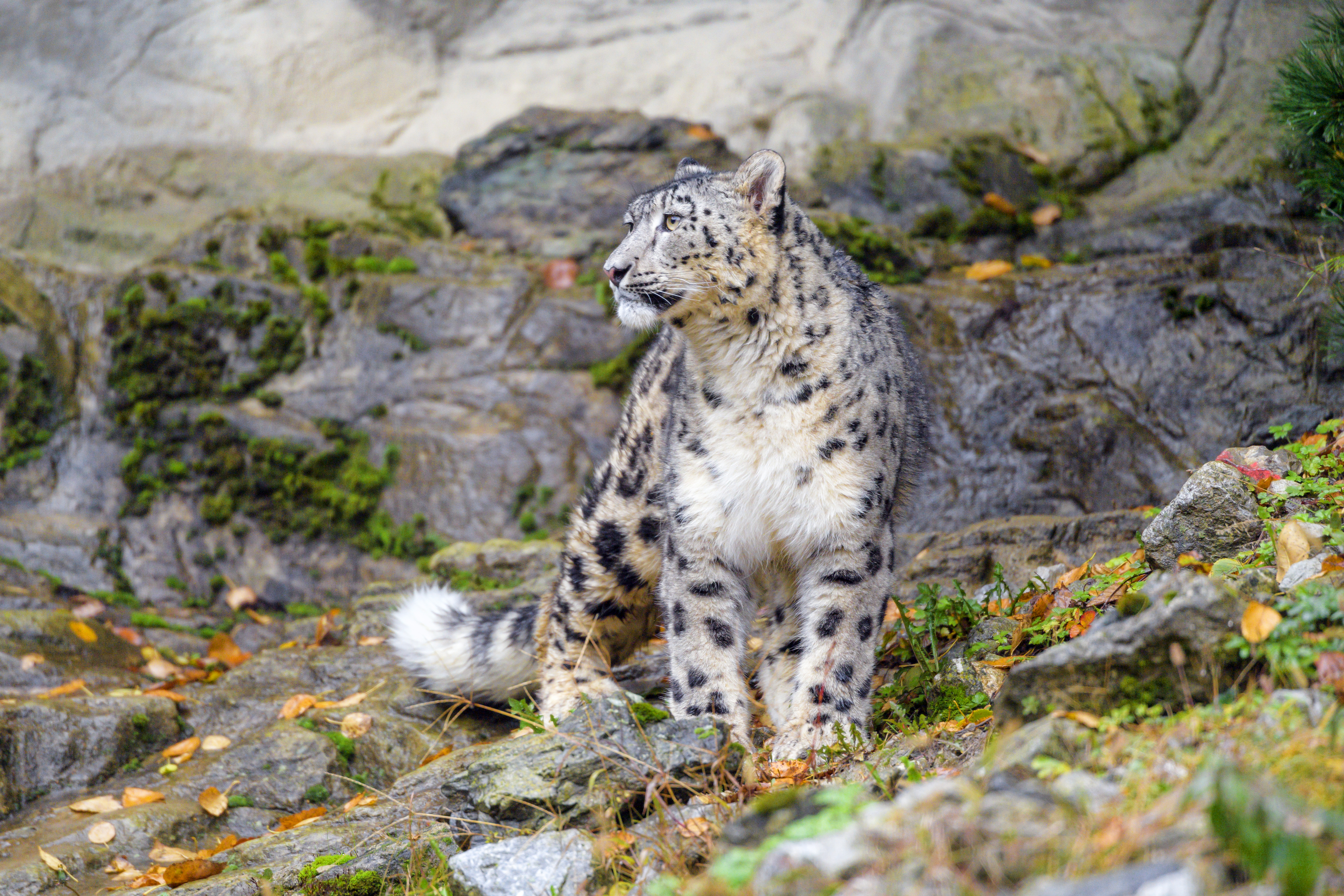 snow leopard, animals, predator, big cat, irbis HD wallpaper