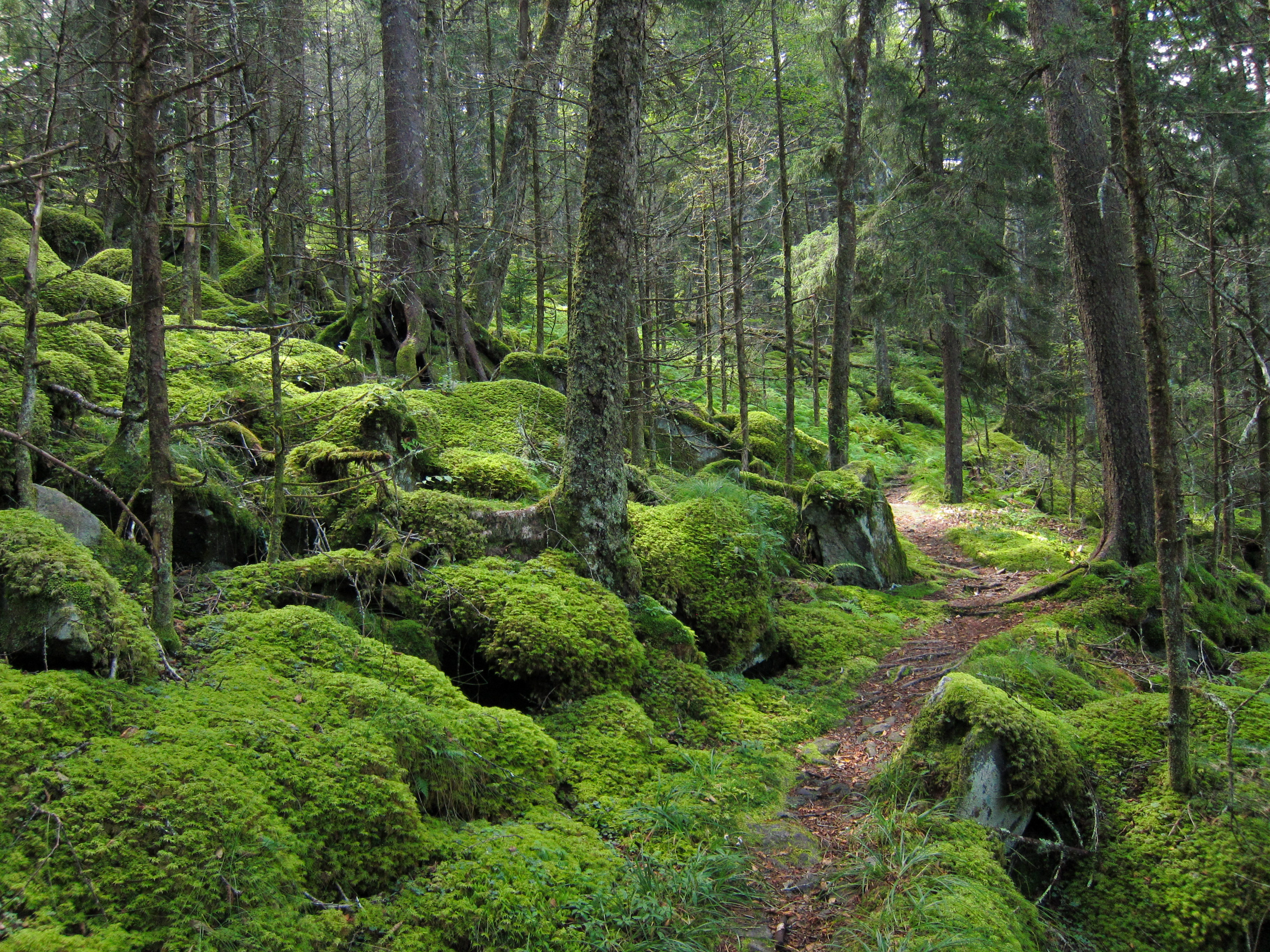 Téléchargez gratuitement l'image Chemin, Arbres, Mousse, Nature, Forêt sur le bureau de votre PC