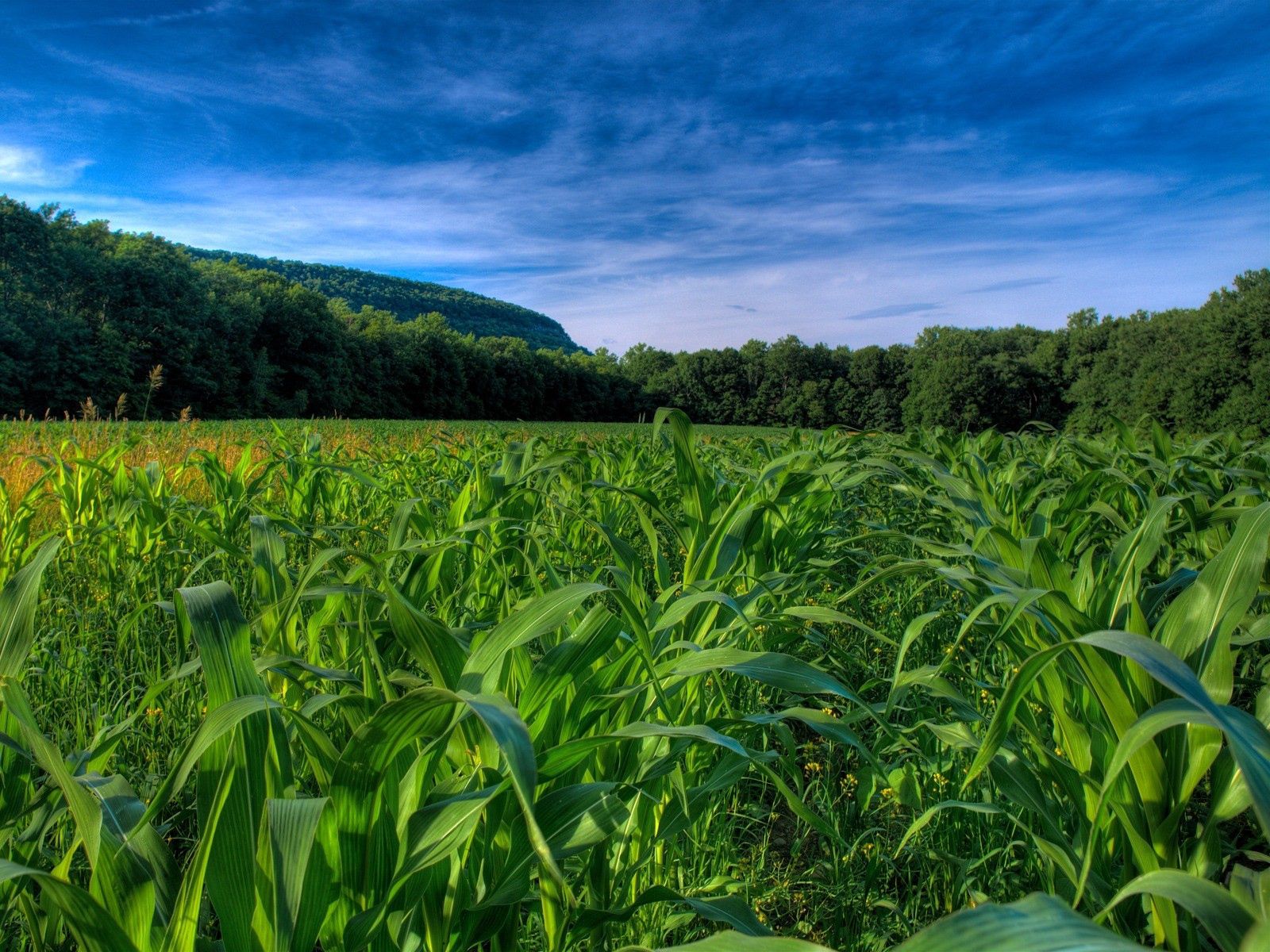 maize, corn, rows, nature, trees, field, ranks 8K