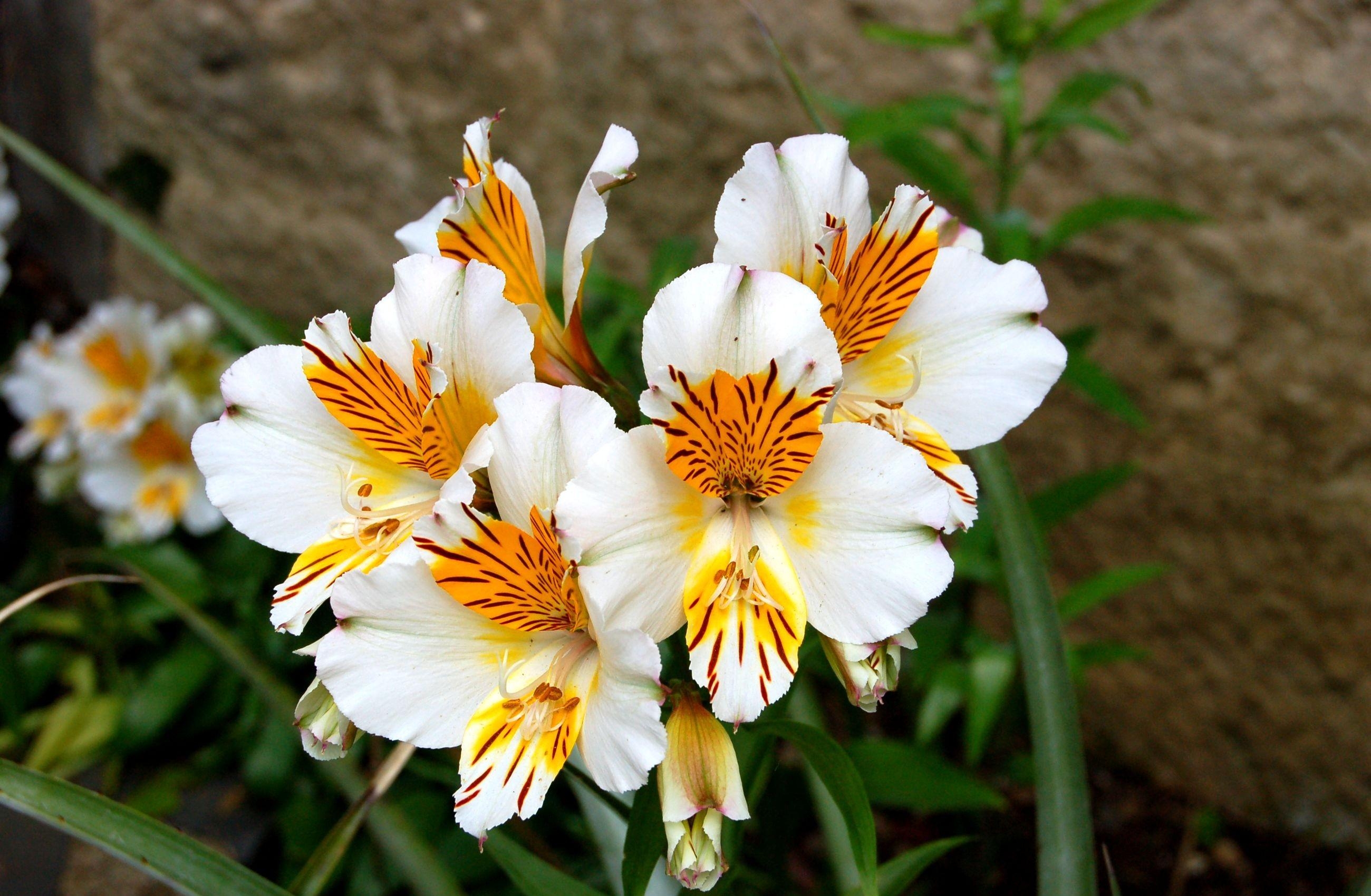 Free download wallpaper Close Up, Alstroemeria, Flower Bed, Flowerbed, Flowers, Greens on your PC desktop