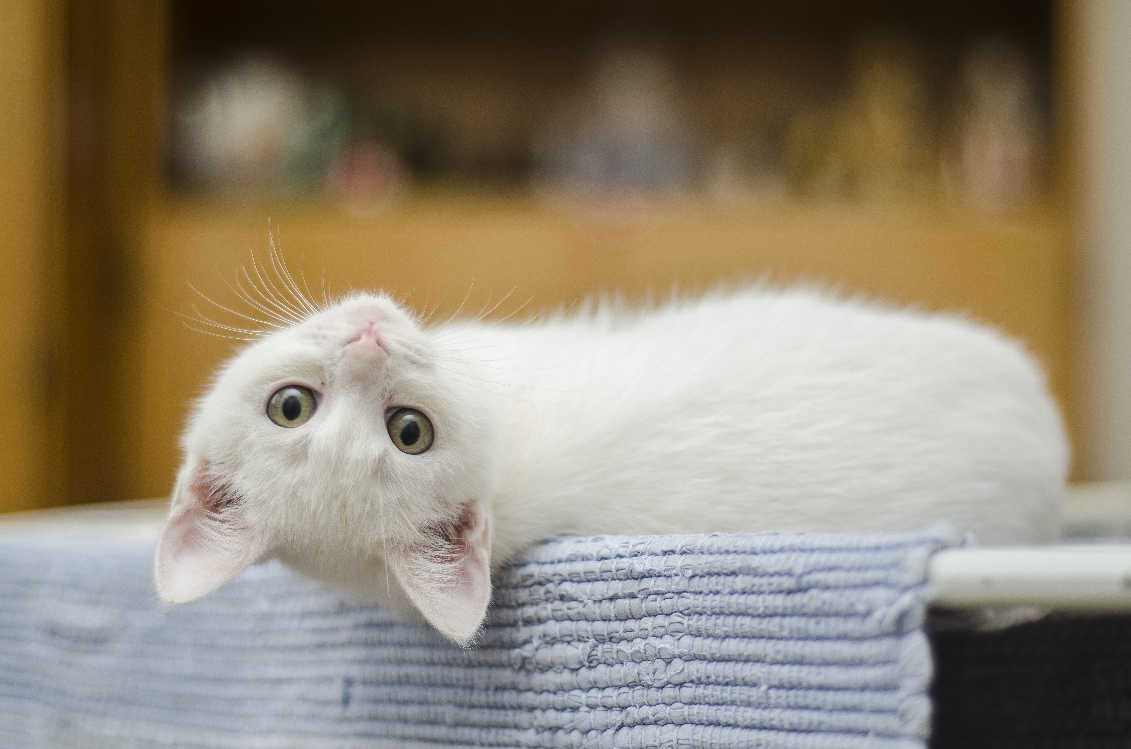 無料モバイル壁紙子猫, 赤ちゃん動物, ネコ, 猫, 動物をダウンロードします。