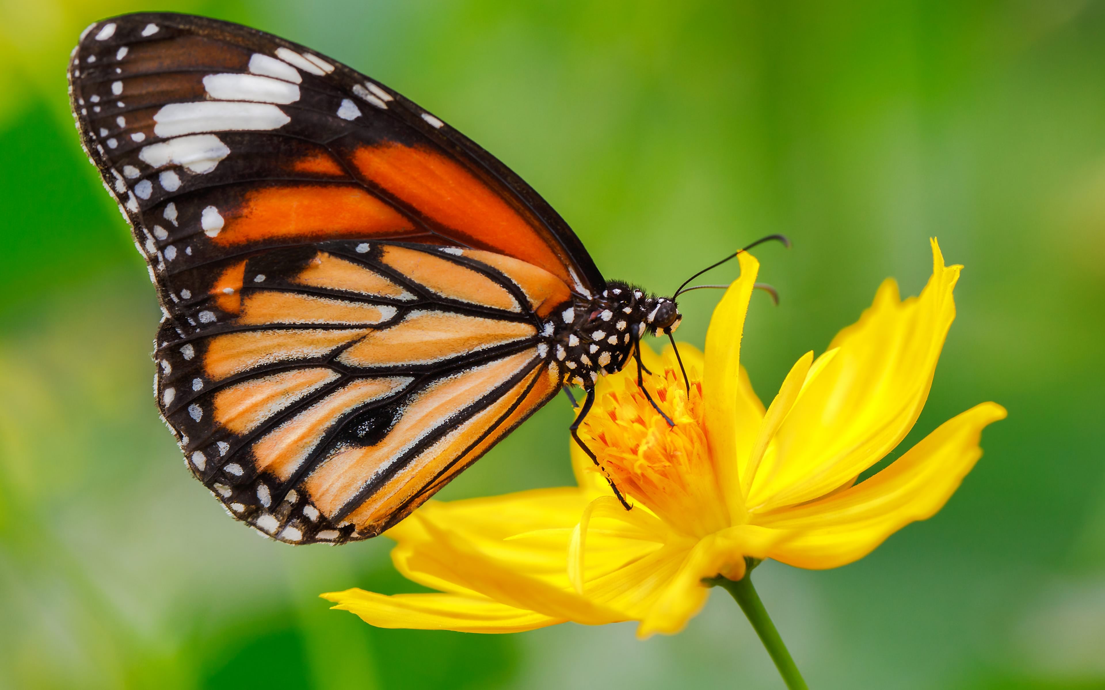 936692 скачать обои животные, бабочка, цветок, бабочка монарх, желтый цветок - заставки и картинки бесплатно