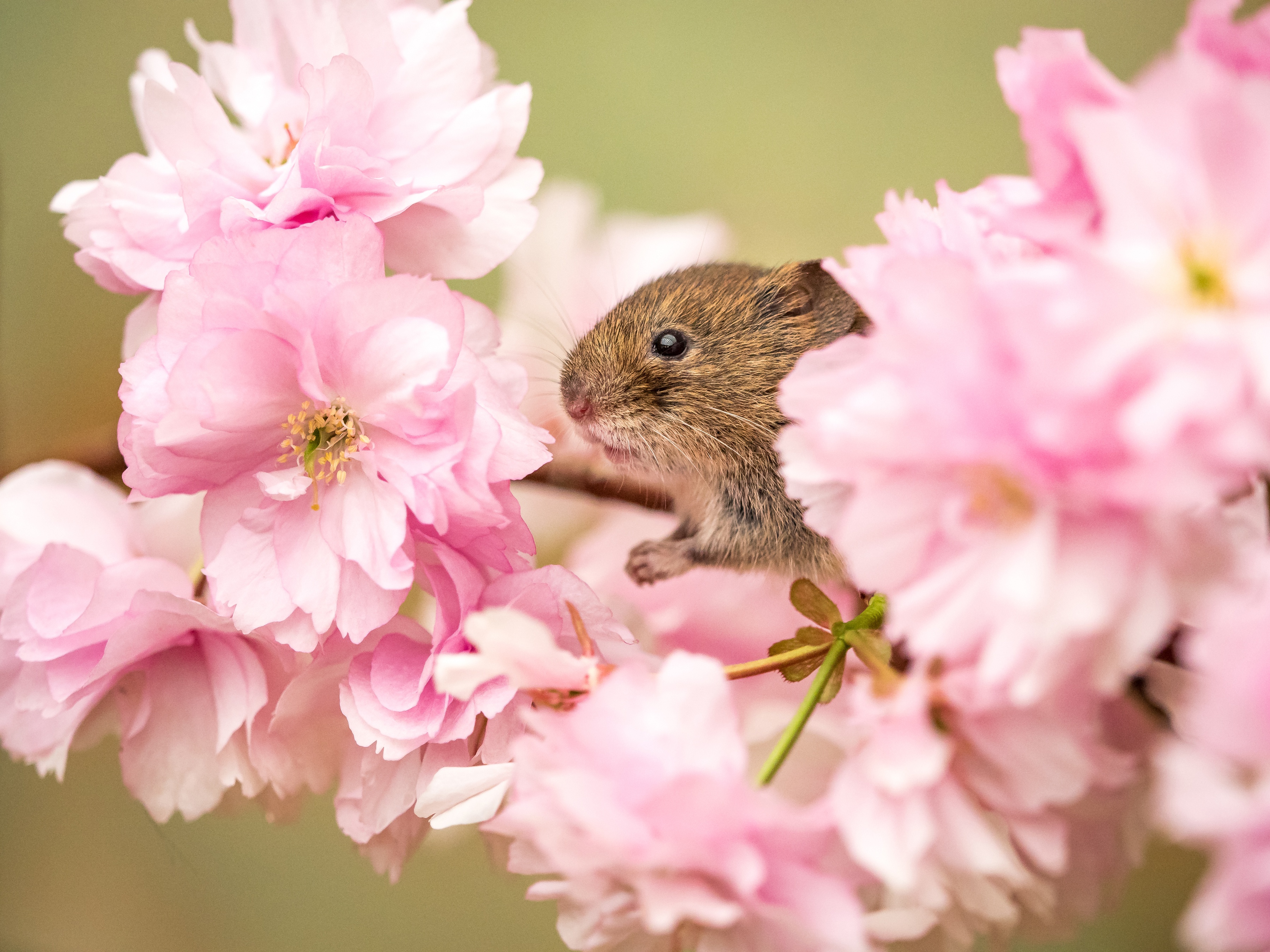Download mobile wallpaper Flower, Close Up, Animal, Mouse, Rodent, Blossom, Pink Flower for free.