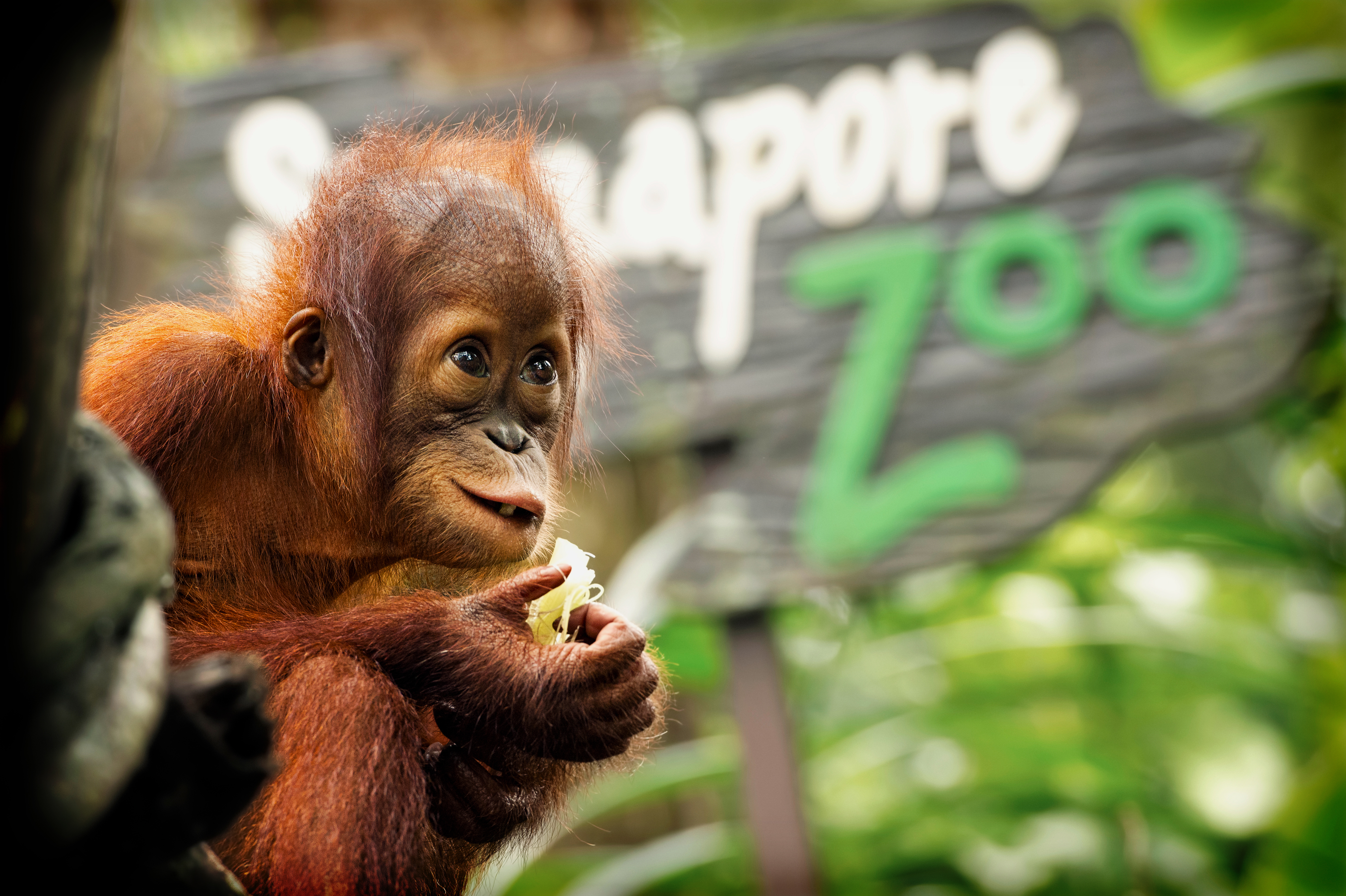 1521425 télécharger l'image animaux, orang outan, singes - fonds d'écran et économiseurs d'écran gratuits