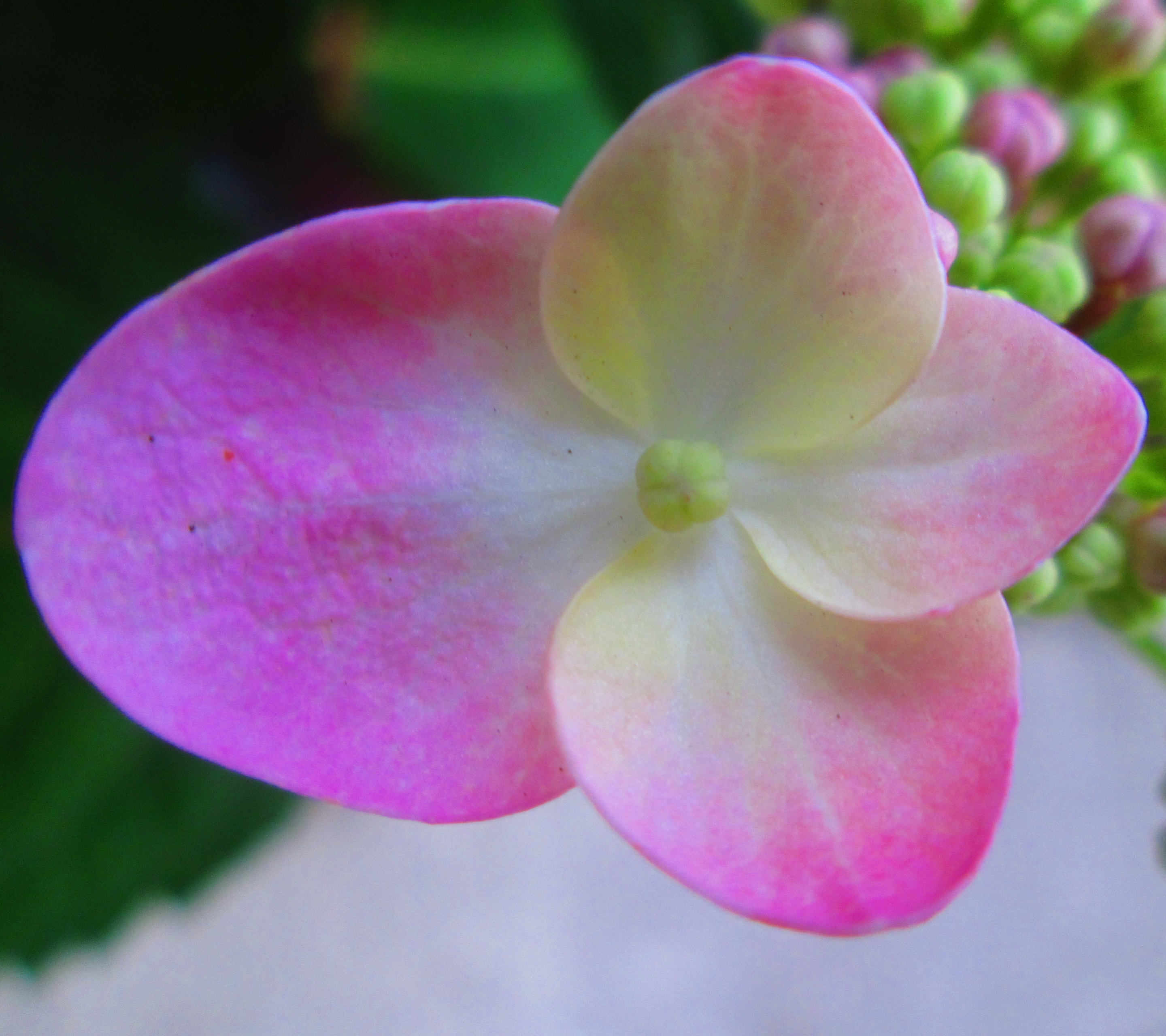 Free download wallpaper Flowers, Pink, Flower, Earth on your PC desktop