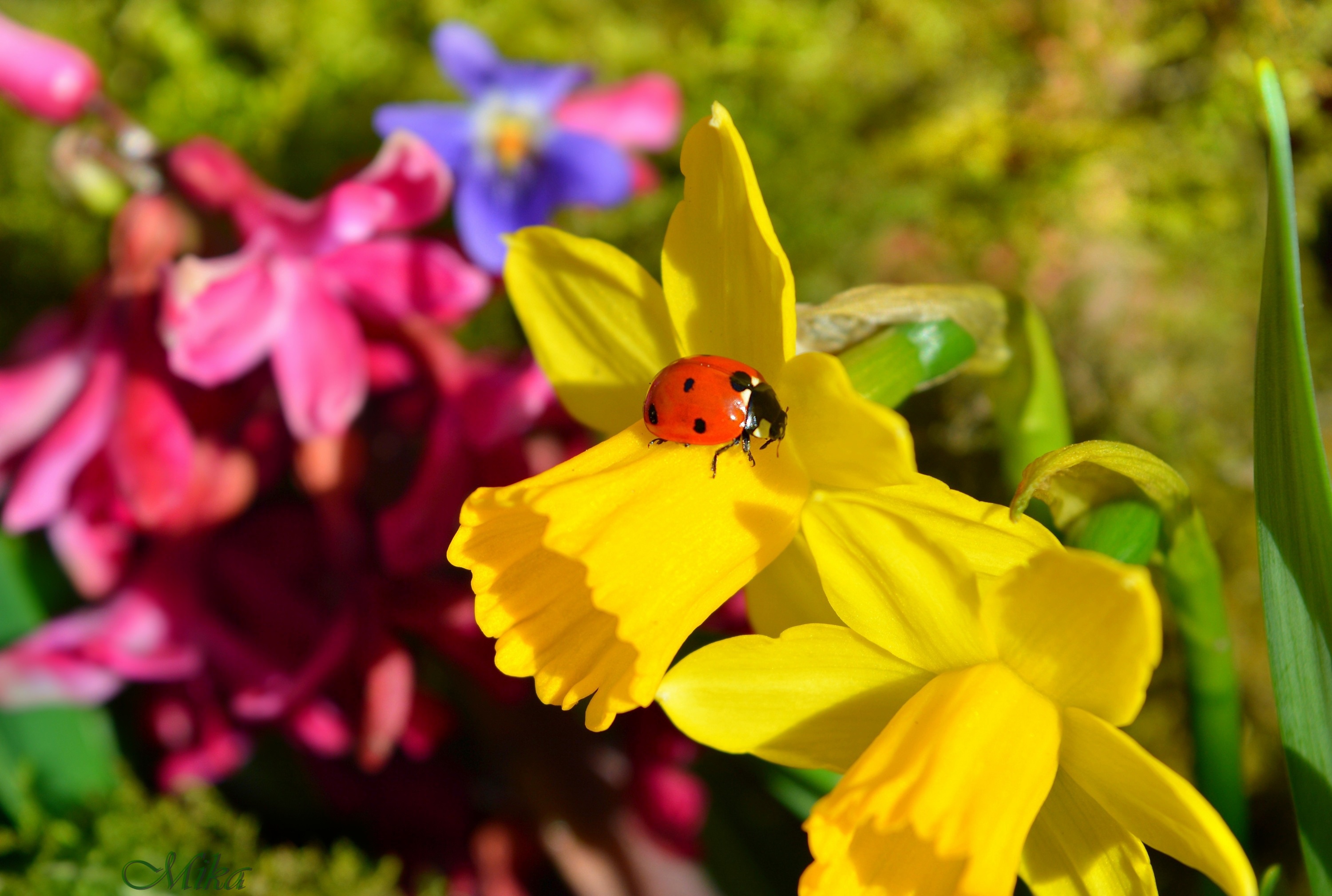 Free download wallpaper Flower, Macro, Insect, Animal, Ladybug, Daffodil on your PC desktop