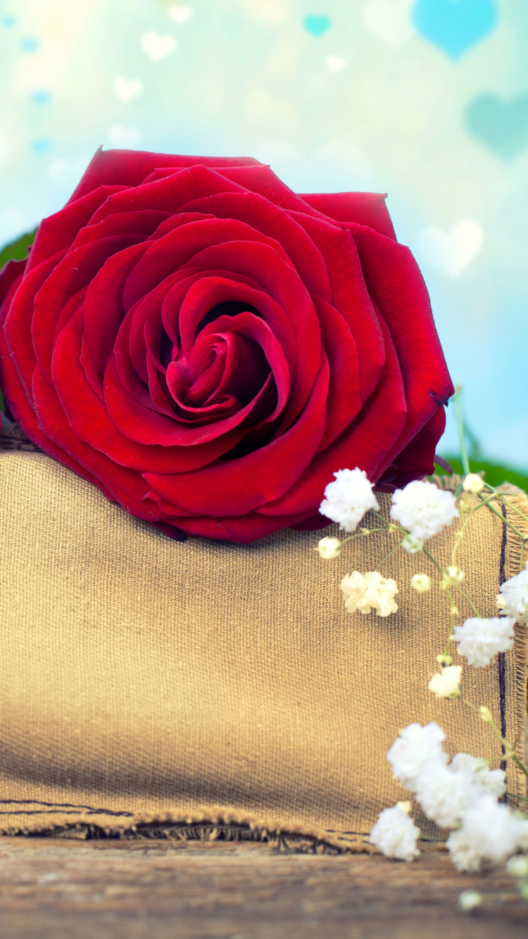 Скачать картинку Натюрморт, Цветок, Роза, Боке, Фотографии, Красная Роза, Белый Цветок, Красный Цветок, В Форме Сердца в телефон бесплатно.