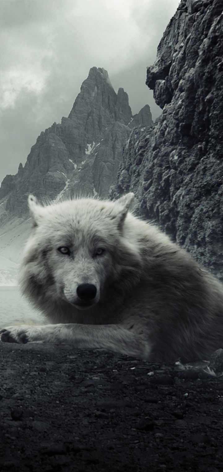 Скачать картинку Животные, Волки, Гора, Волк, Белый Волк в телефон бесплатно.