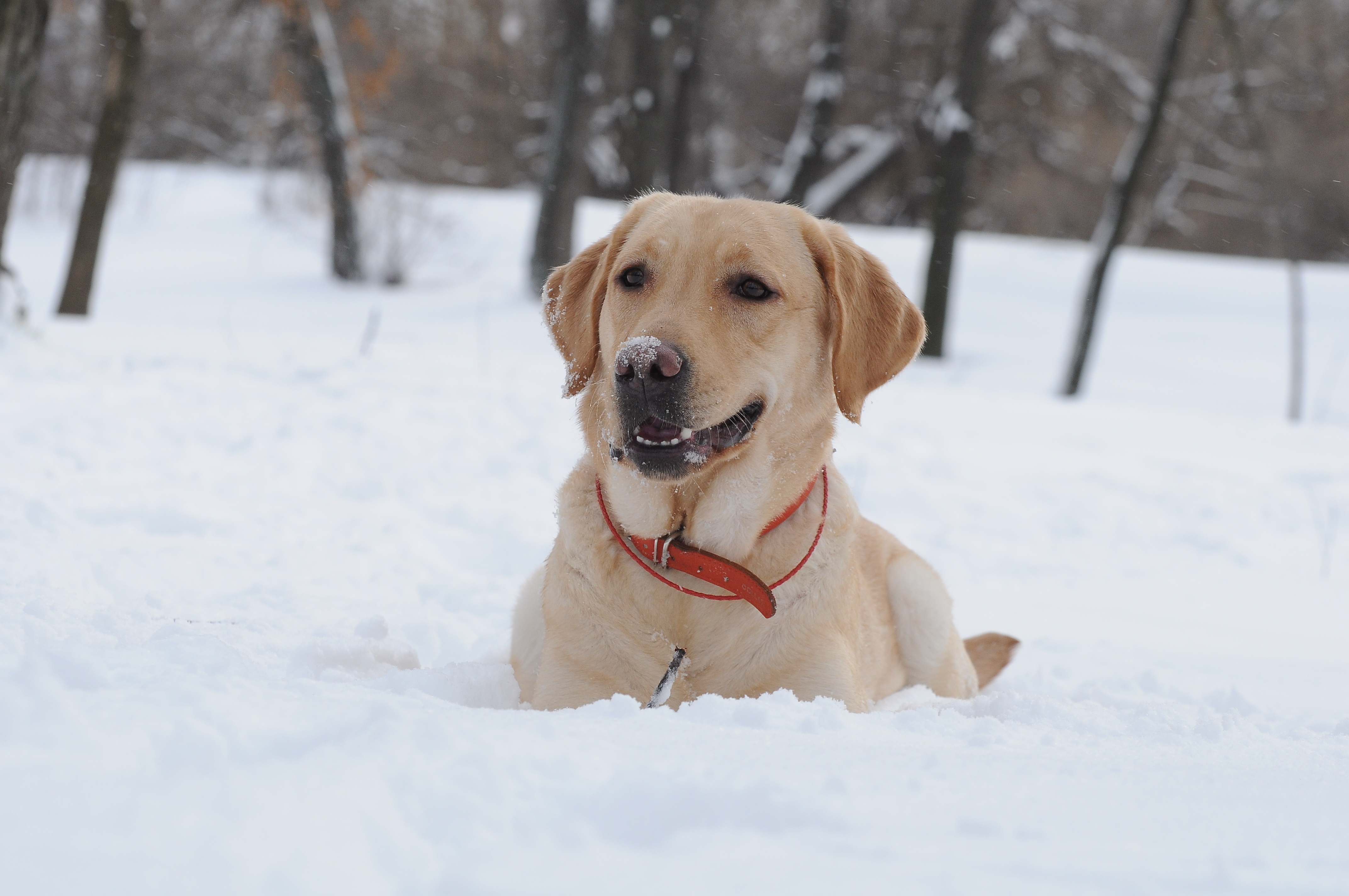 Baixe gratuitamente a imagem Animais, Inverno, Cães, Neve na área de trabalho do seu PC
