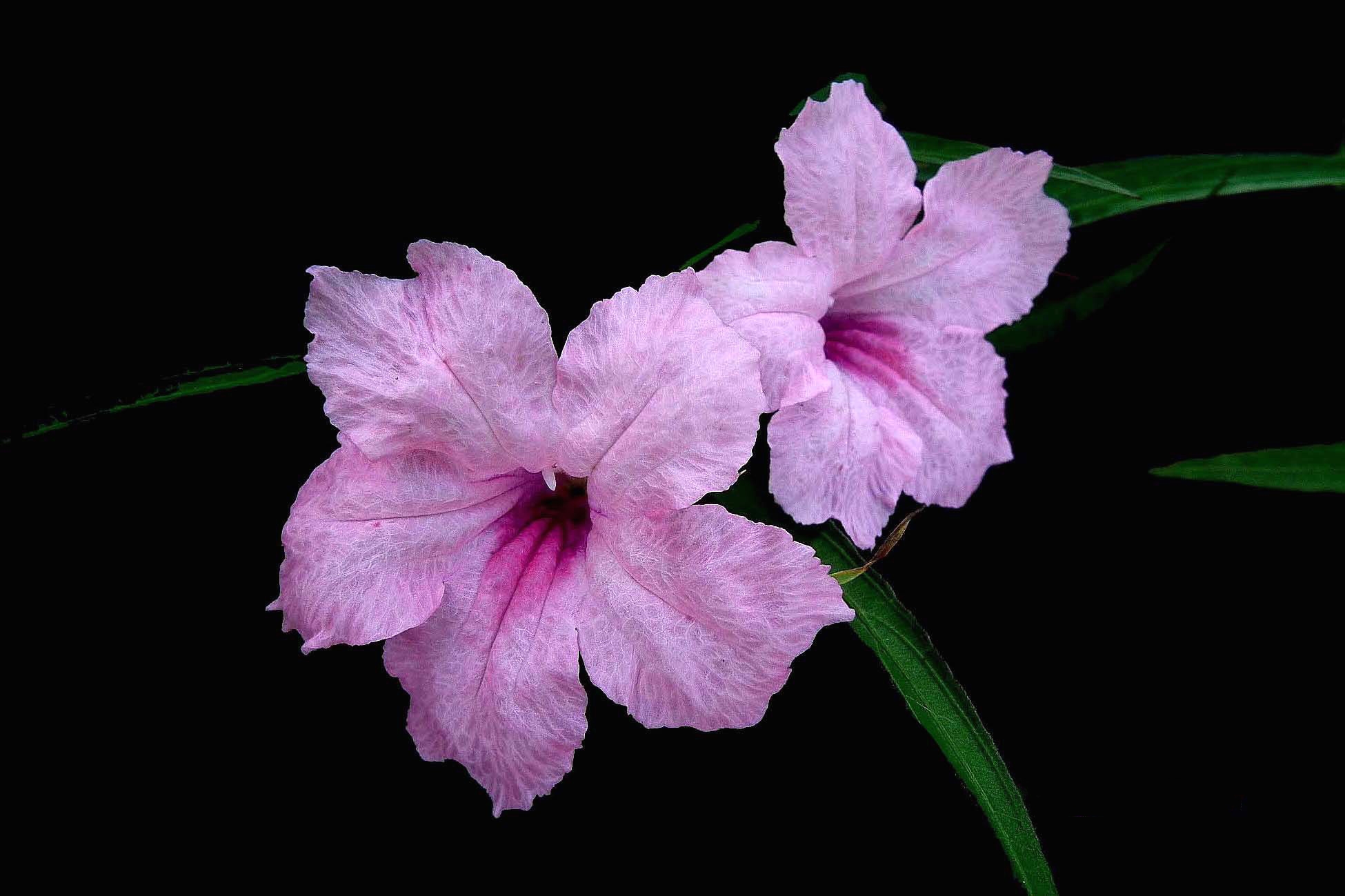無料モバイル壁紙フラワーズ, 花, 閉じる, 地球, 紫色の花をダウンロードします。