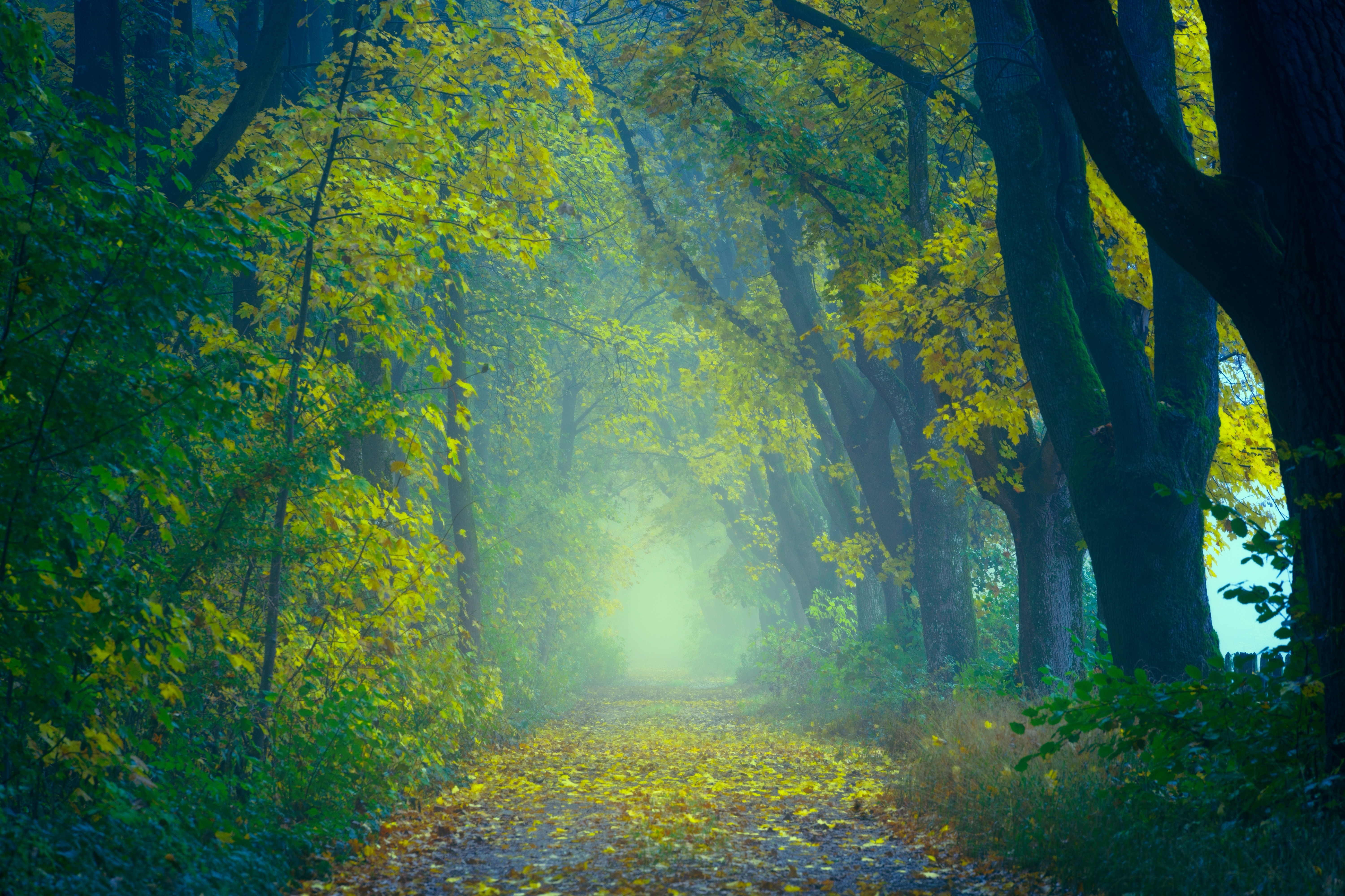 smooth, autumn, blur, nature, fog, forest, path, foliage QHD