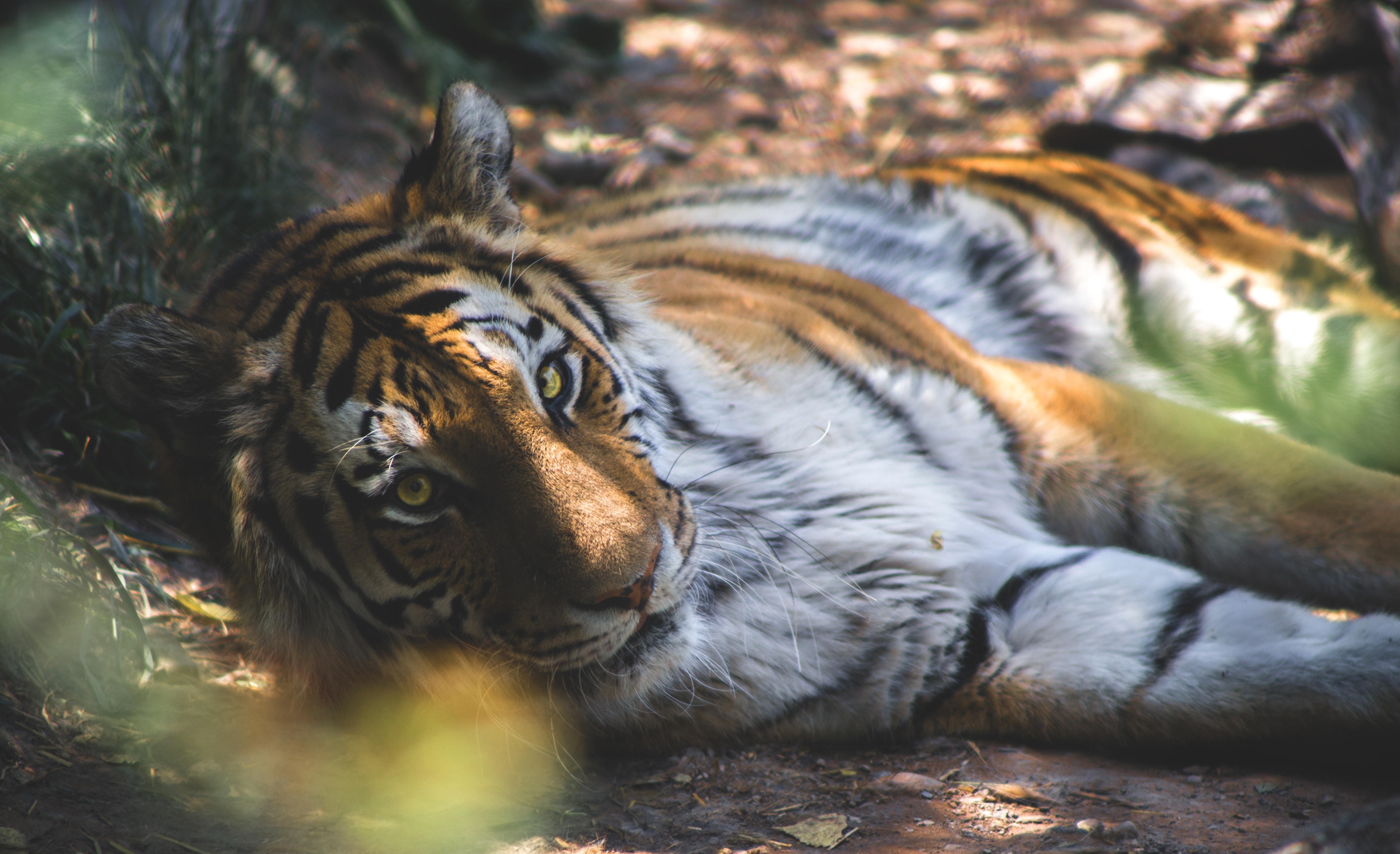 Téléchargez gratuitement l'image Chats, Animaux, Tigre sur le bureau de votre PC