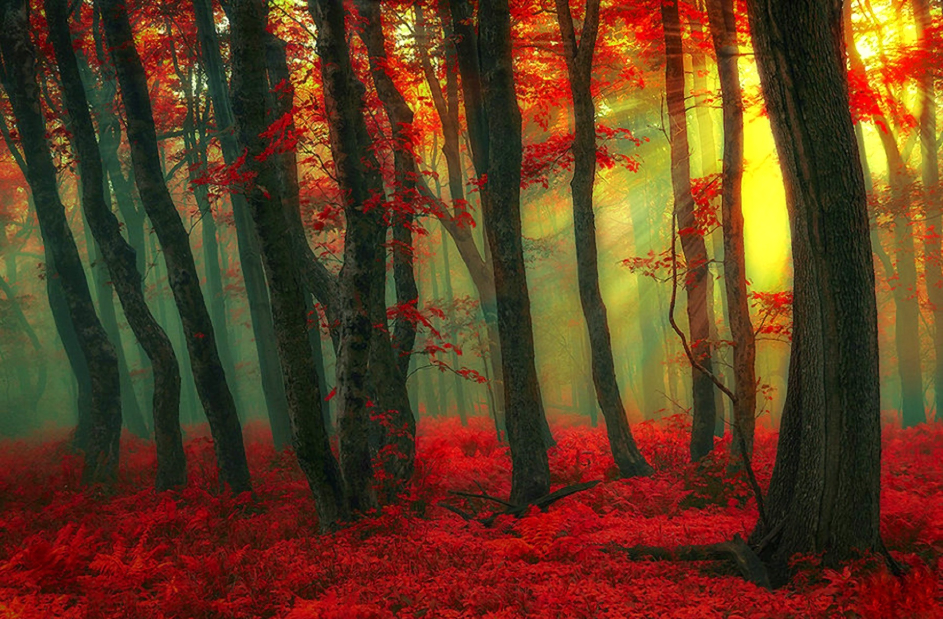 Скачать картинку Осень, Лес, Красный, Дерево, Туман, Солнечный Свет, Солнечный Луч, Земля/природа в телефон бесплатно.